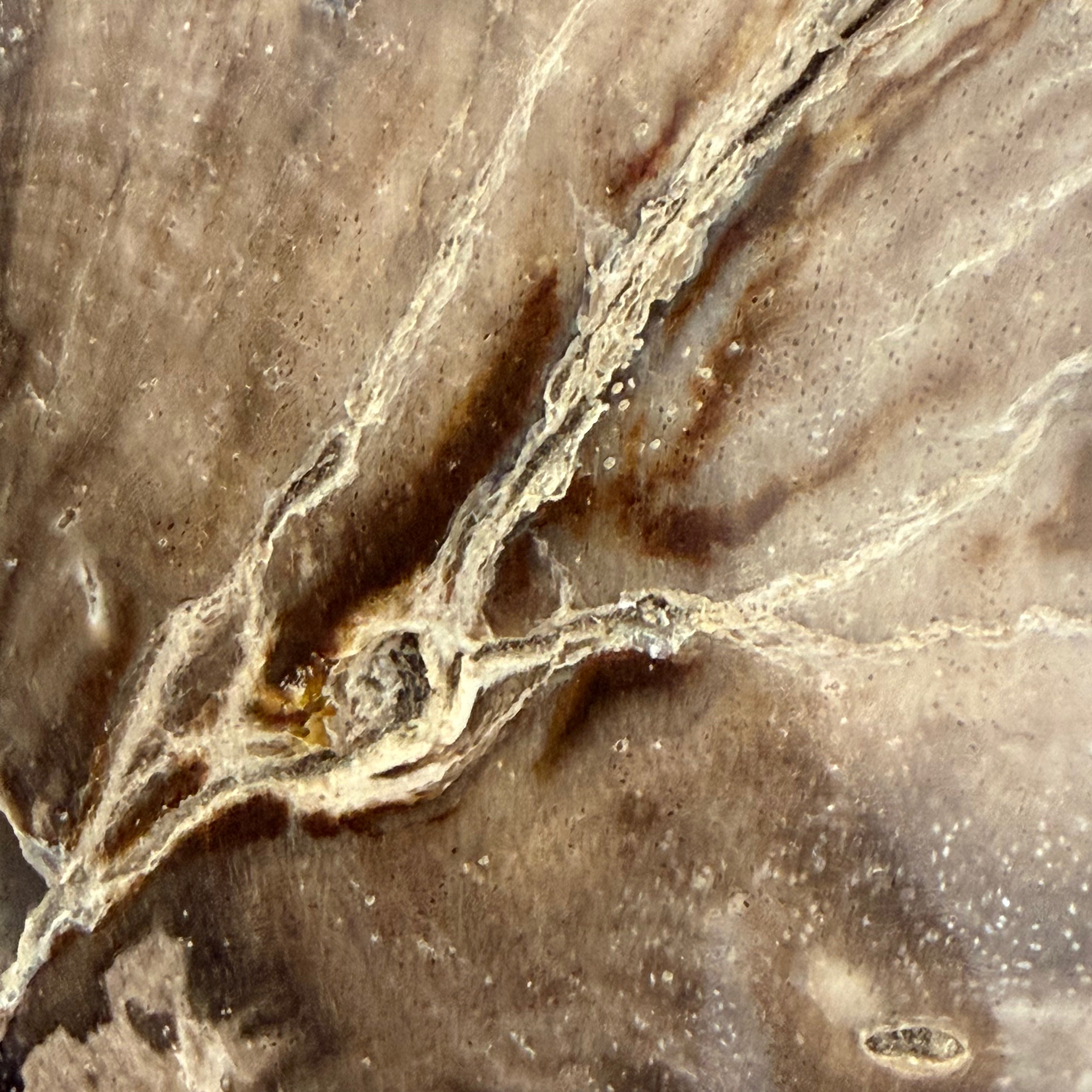 Portacandele in legno pietrificato - 61312 C