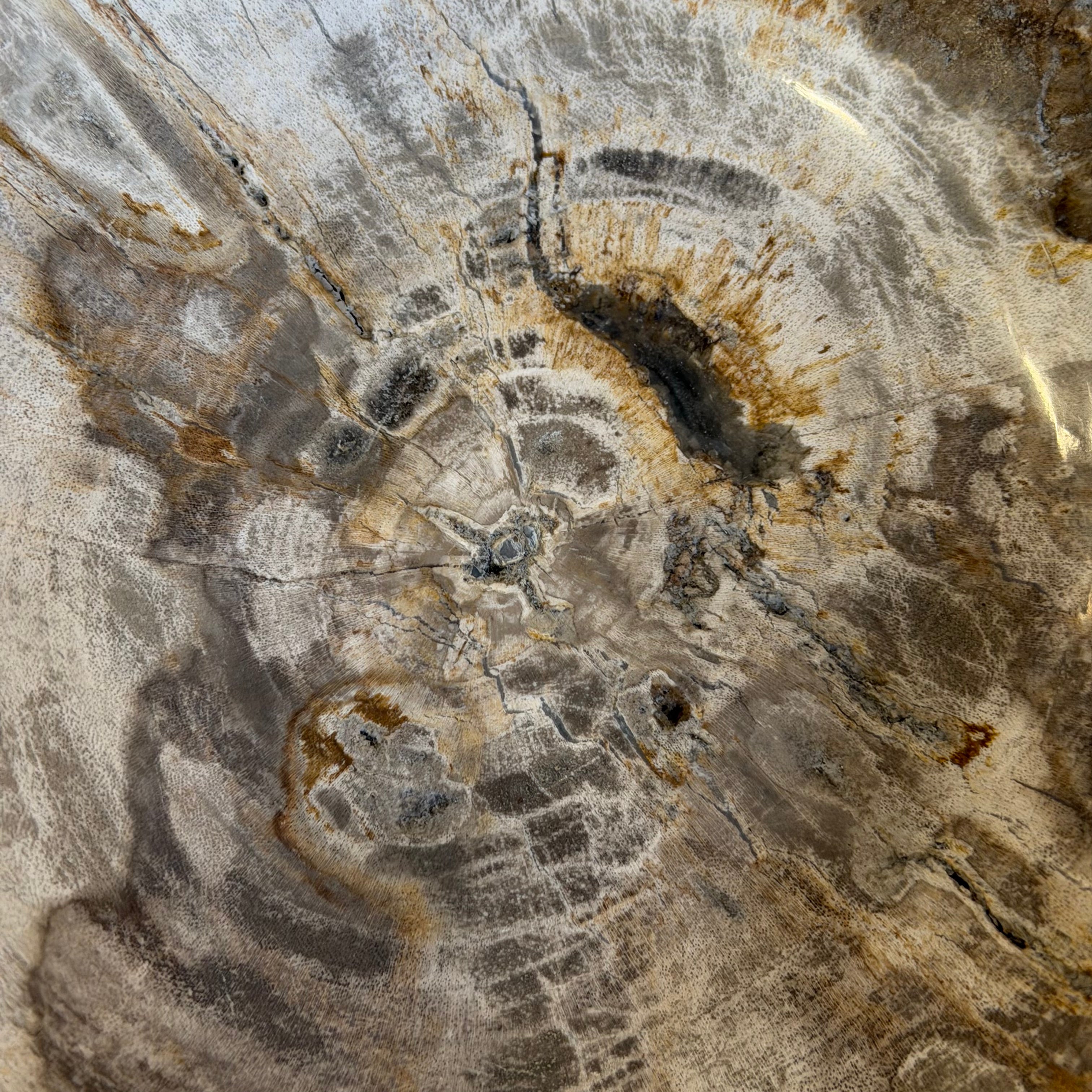 Piatto in legno pietrificato - 50004 B