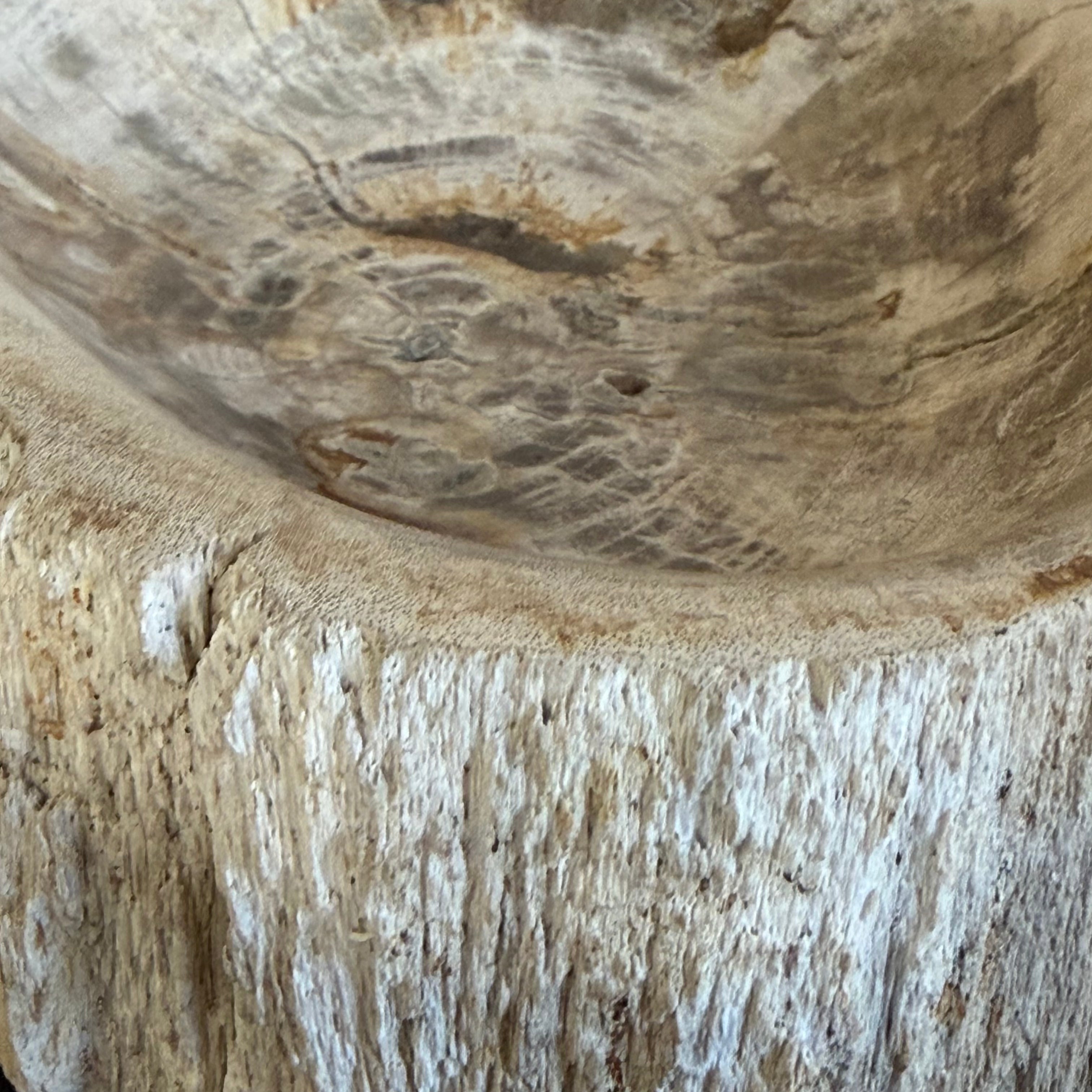 Piatto in legno pietrificato - 50004 B