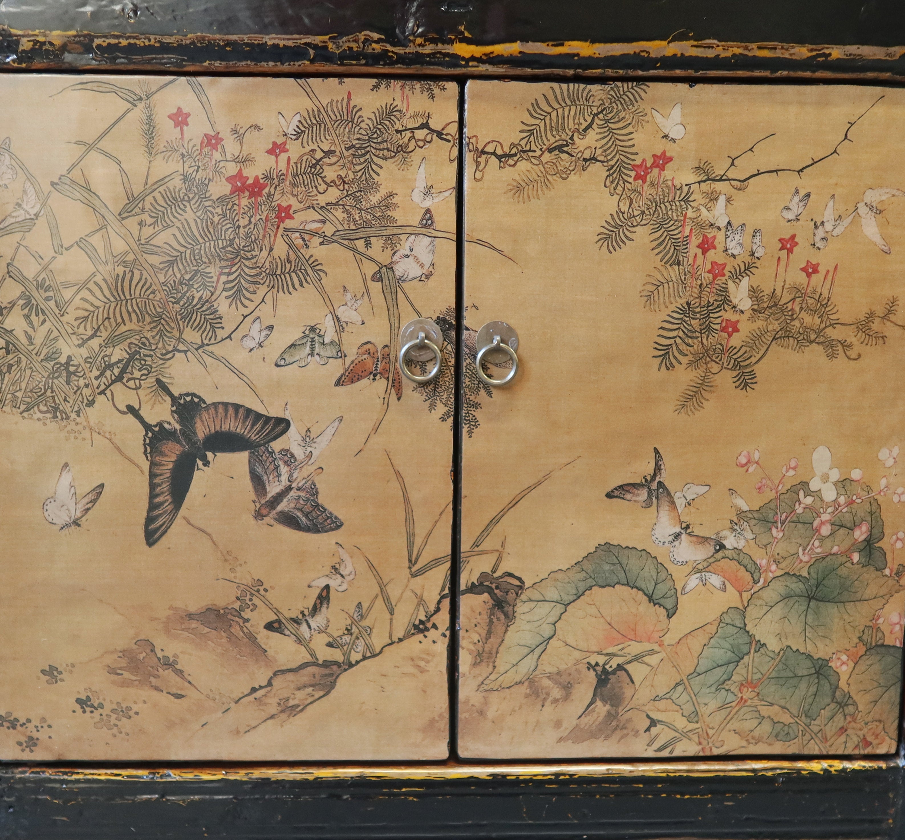 MADIA MONGOLIA DECORATA