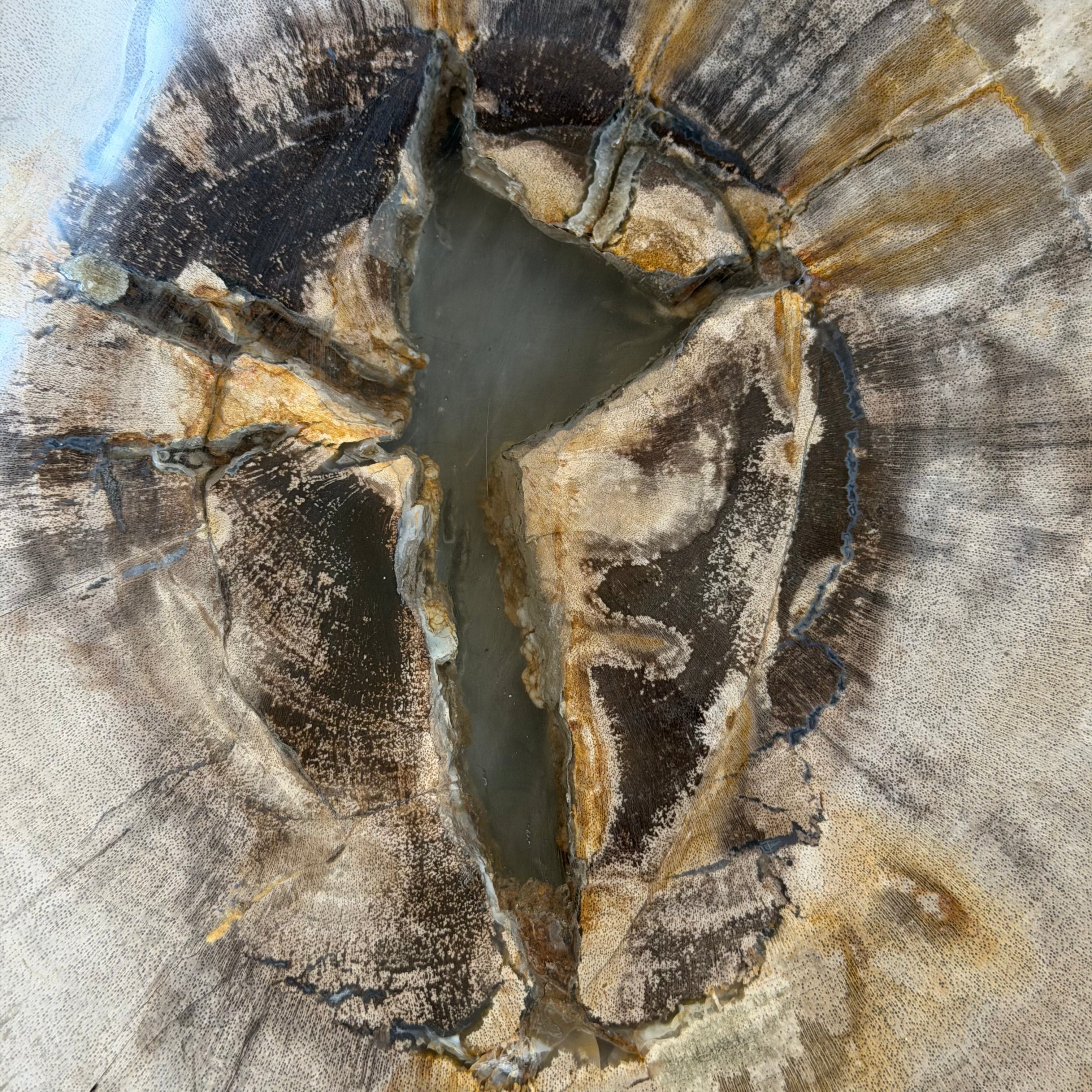 Piatto in legno pietrificato - 50004 A