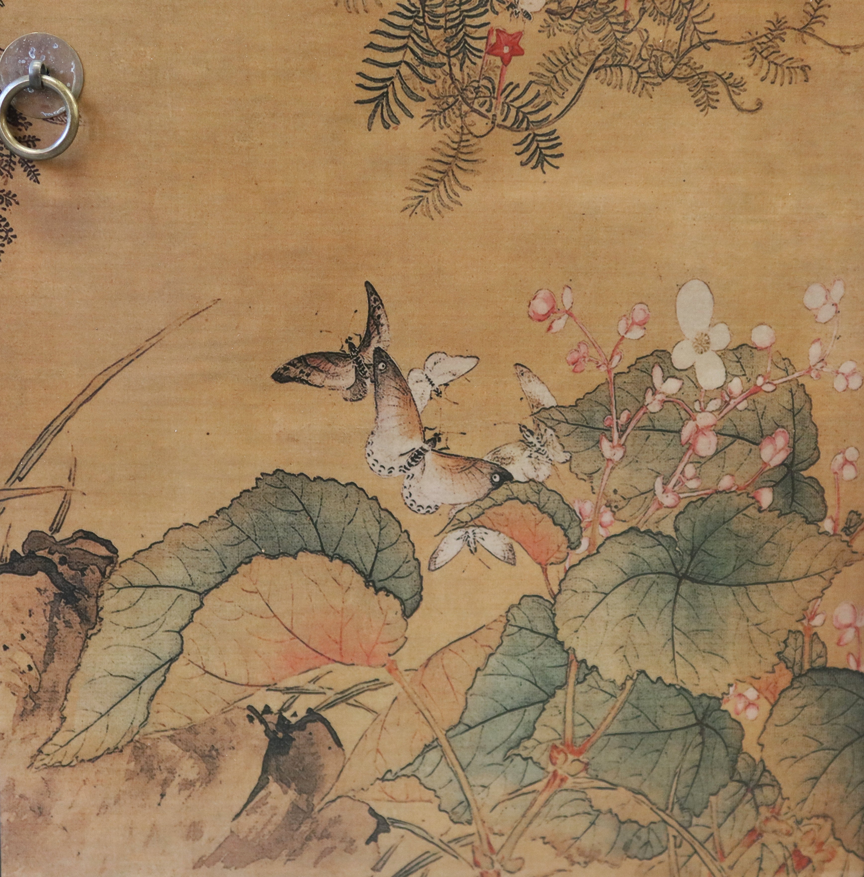 MADIA MONGOLIA DECORATA