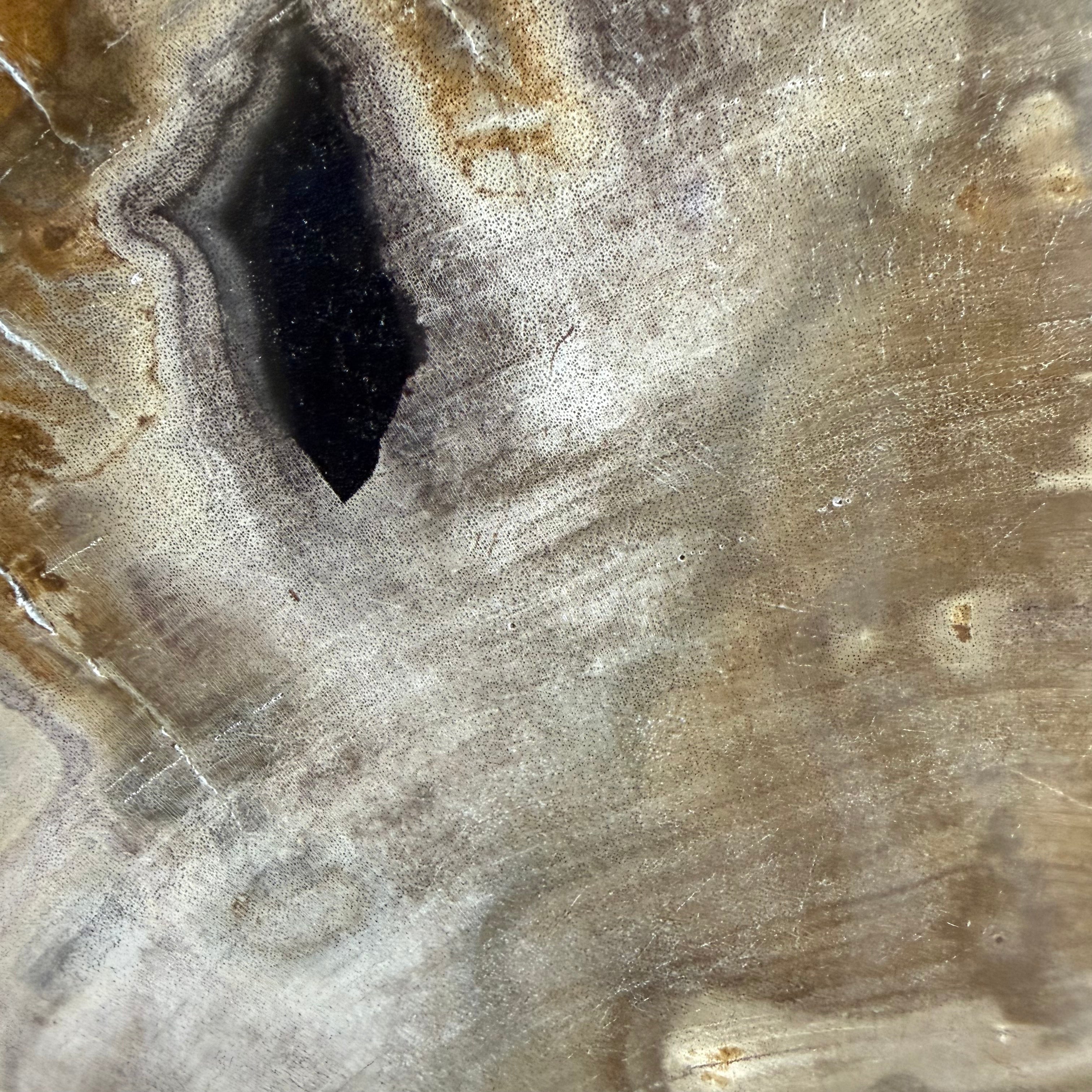 Lastra per tavolino o oggetto decorativo in legno pietrificato - 50003 F