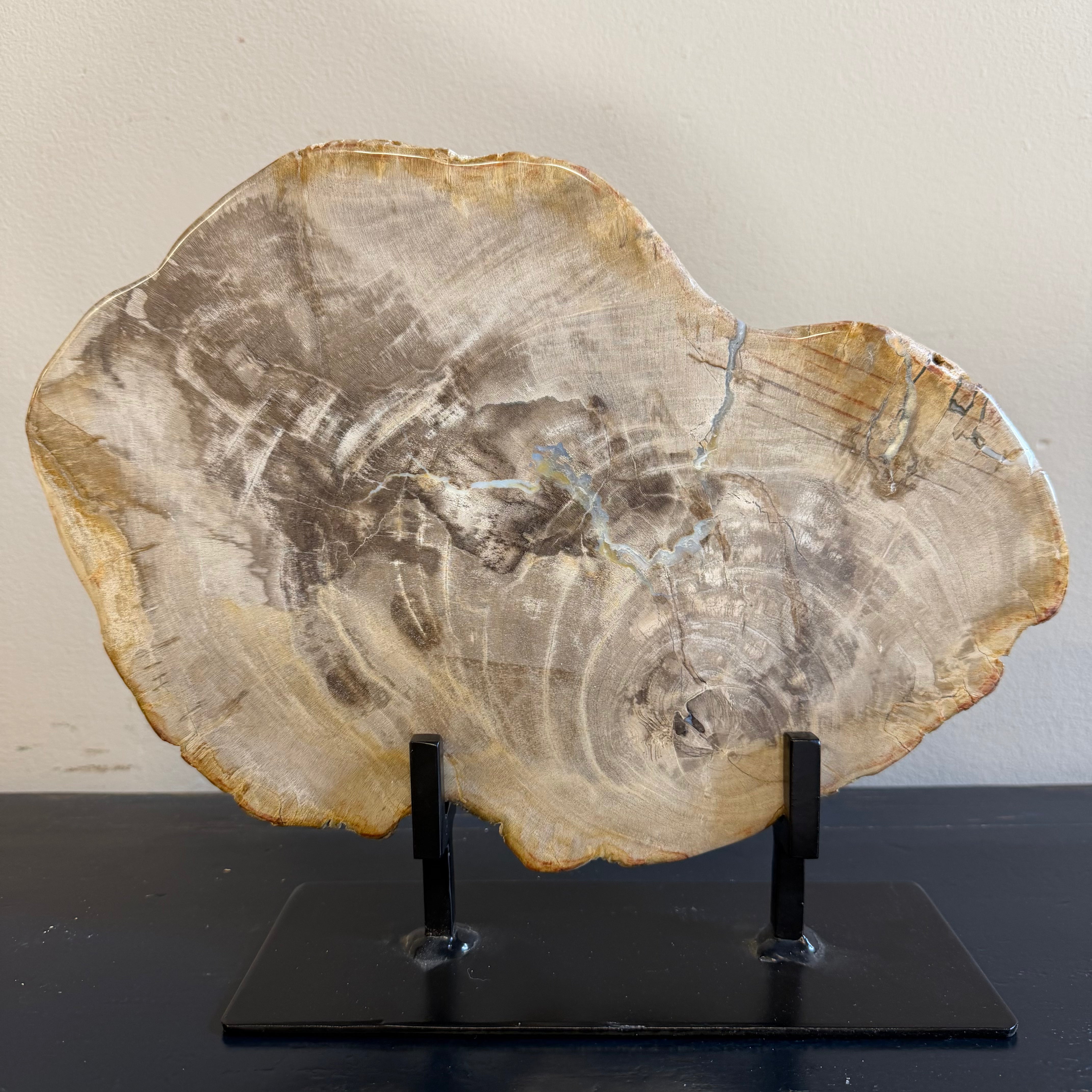 Lastra per tavolino o oggetto decorativo in legno pietrificato - 50003 C