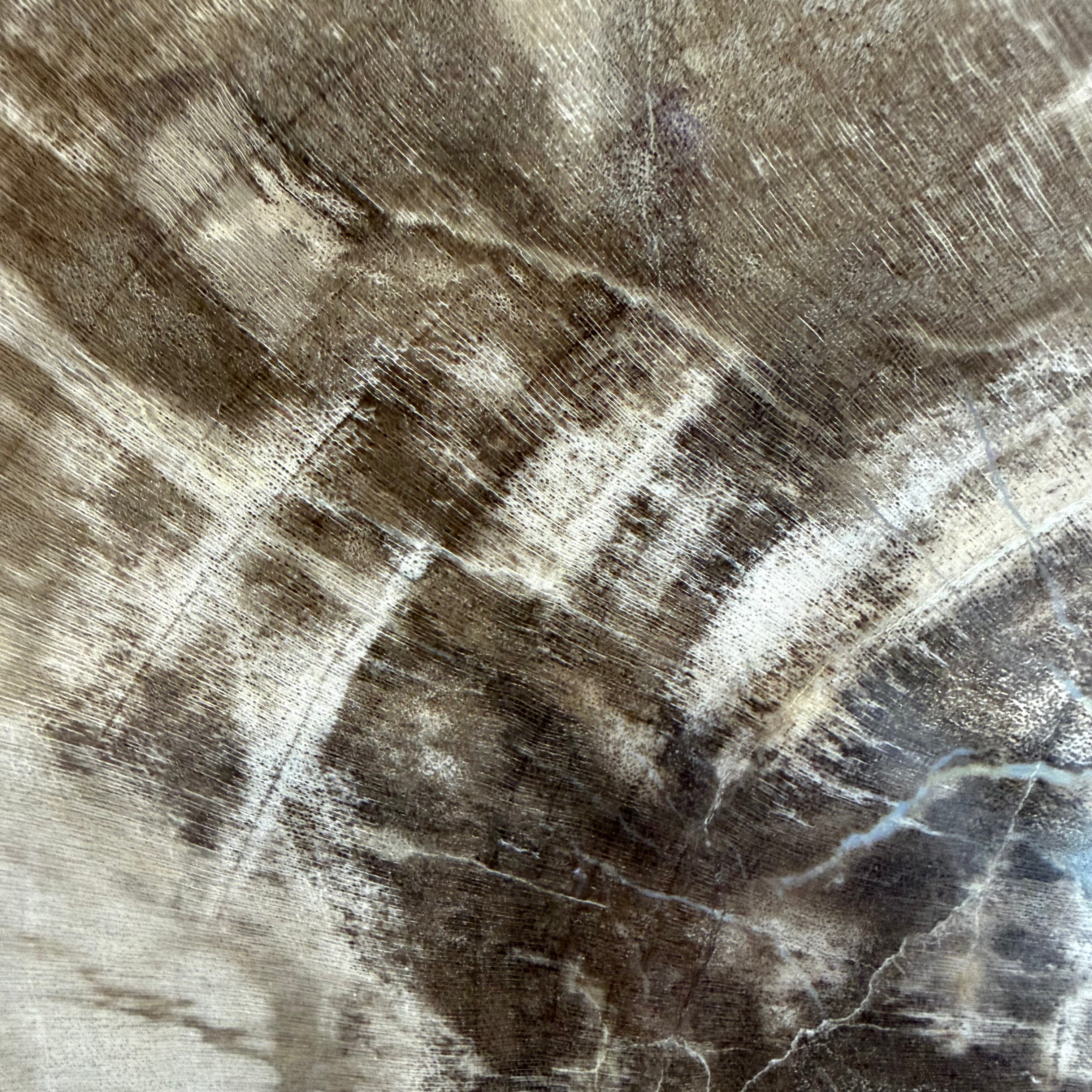 Lastra per tavolino o oggetto decorativo in legno pietrificato - 50003 C