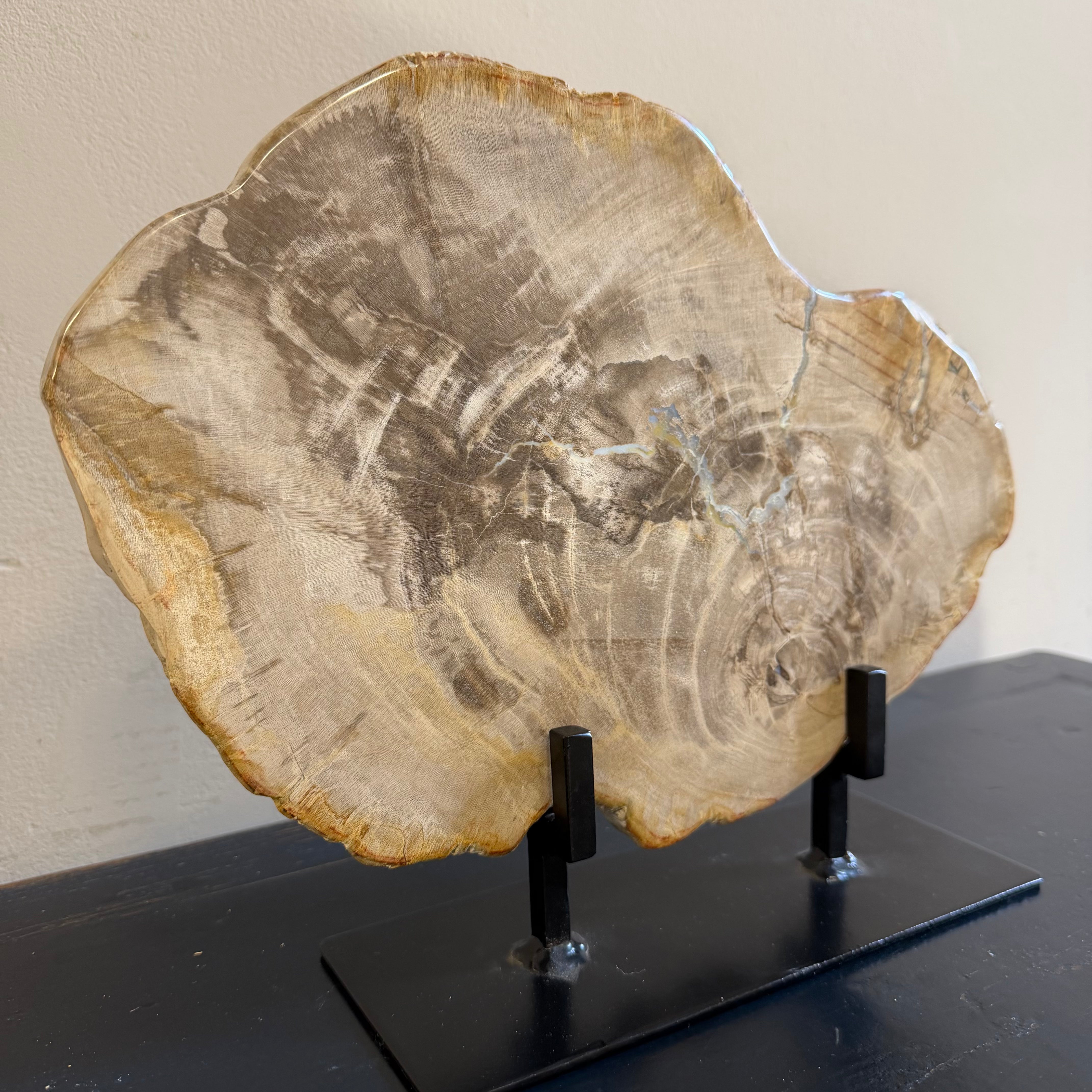 Lastra per tavolino o oggetto decorativo in legno pietrificato - 50003 C