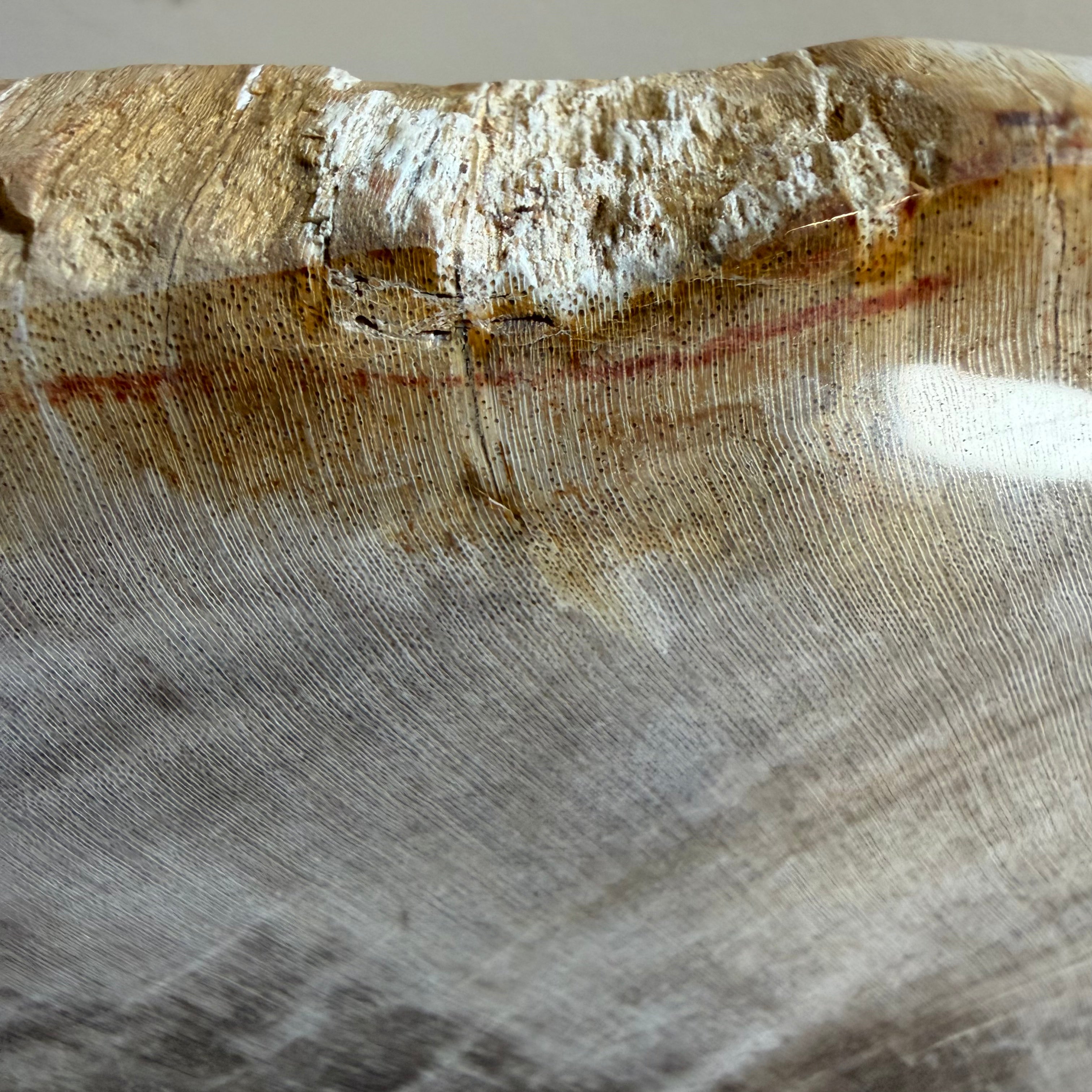 Lastra per tavolino o oggetto decorativo in legno pietrificato - 50003 C