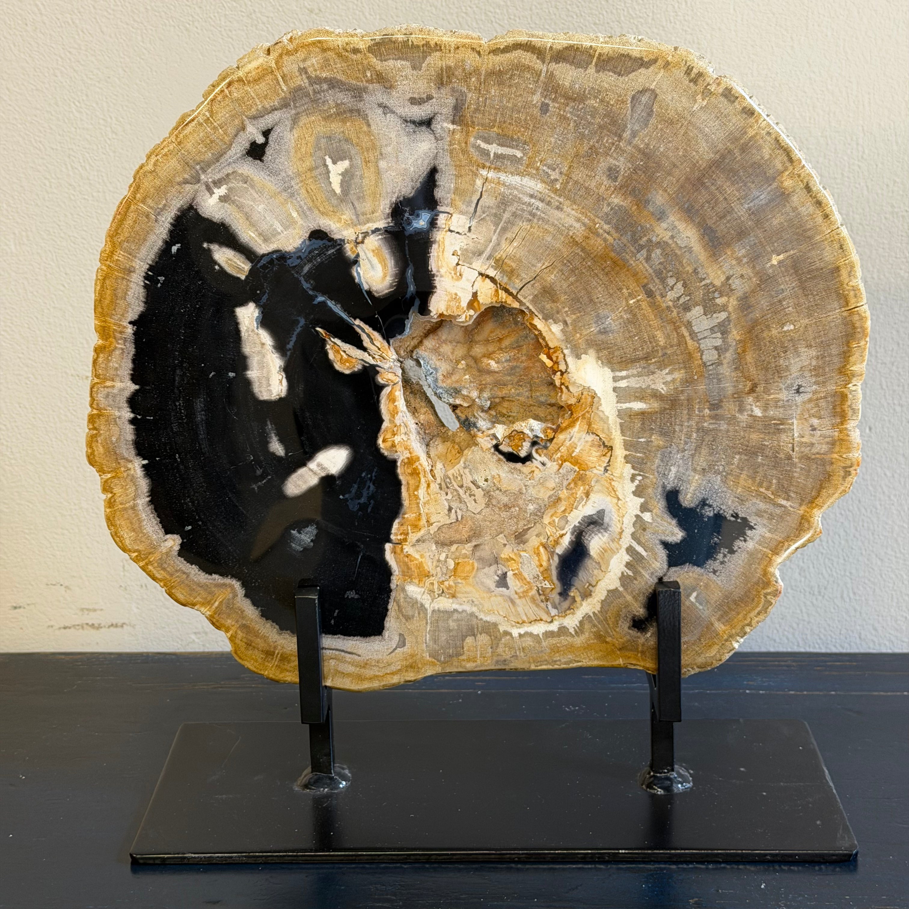 Lastra per tavolino o oggetto decorativo in legno pietrificato - 59361