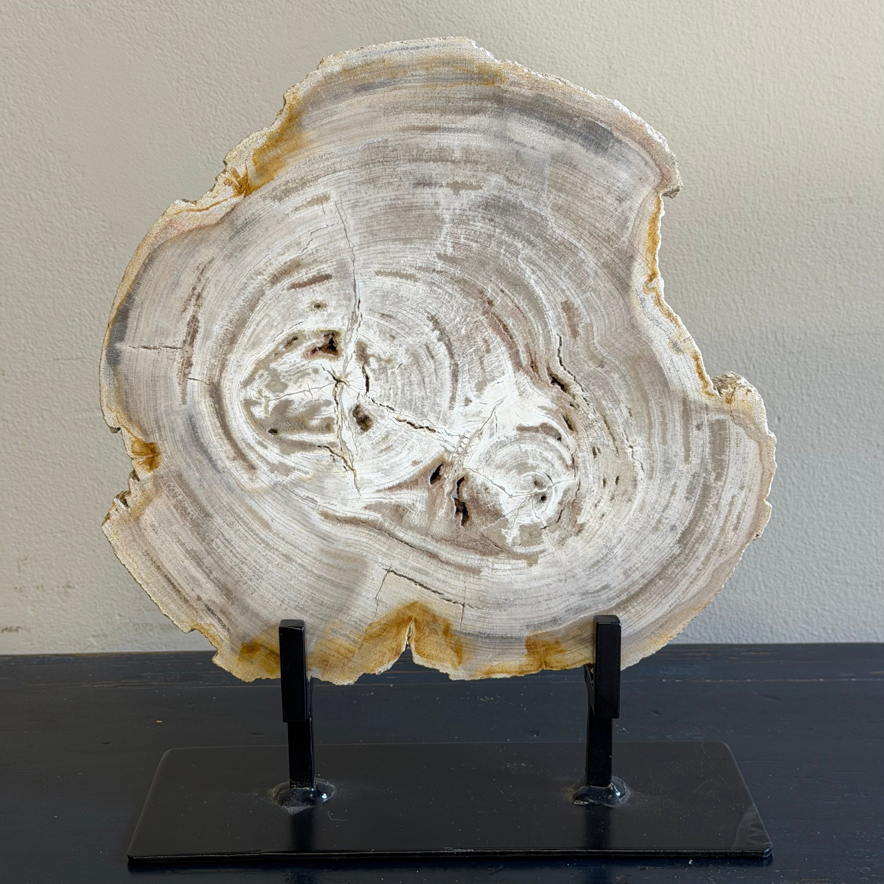 Lastra per tavolino o oggetto decorativo in legno pietrificato - 50003 B