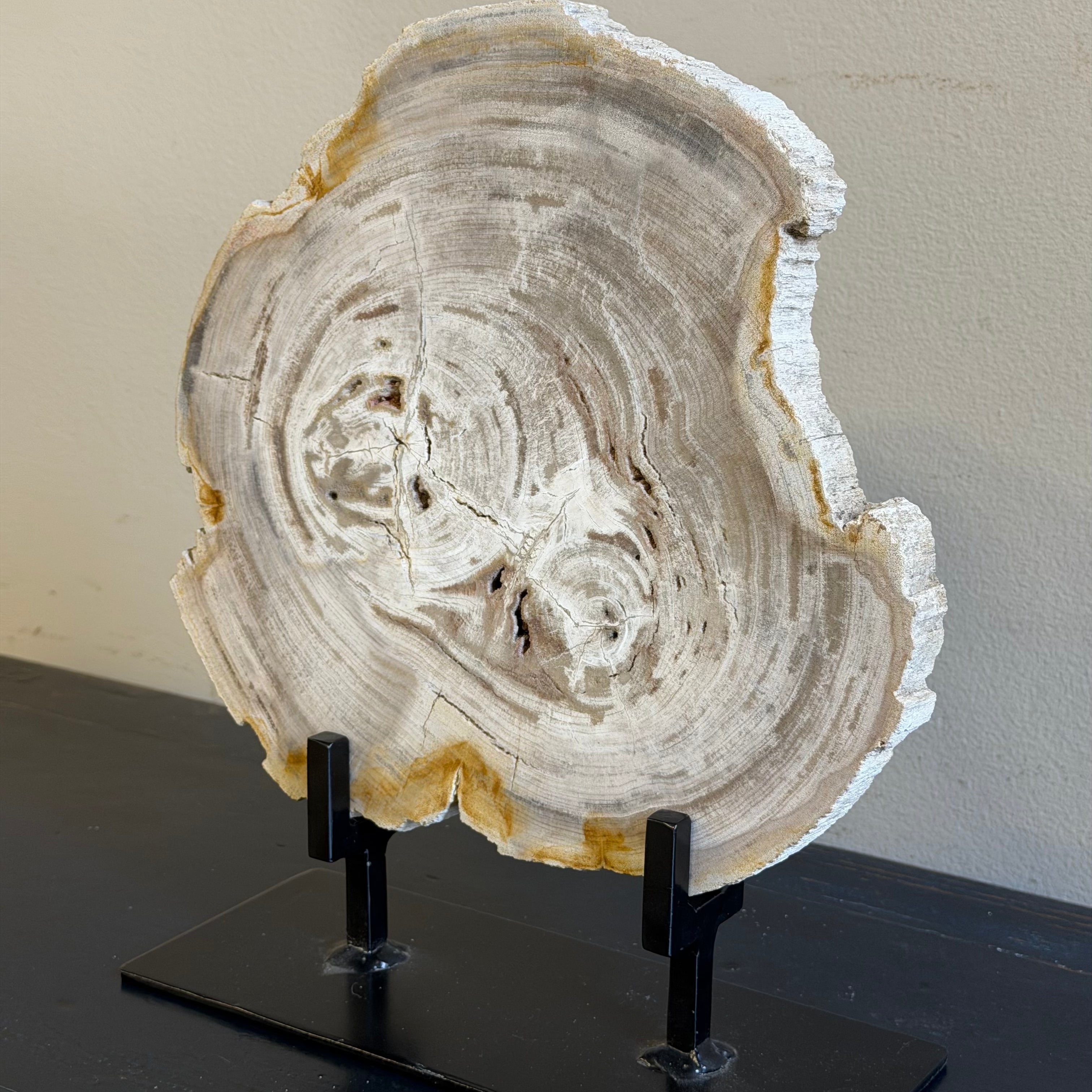 Lastra per tavolino o oggetto decorativo in legno pietrificato - 50003 B