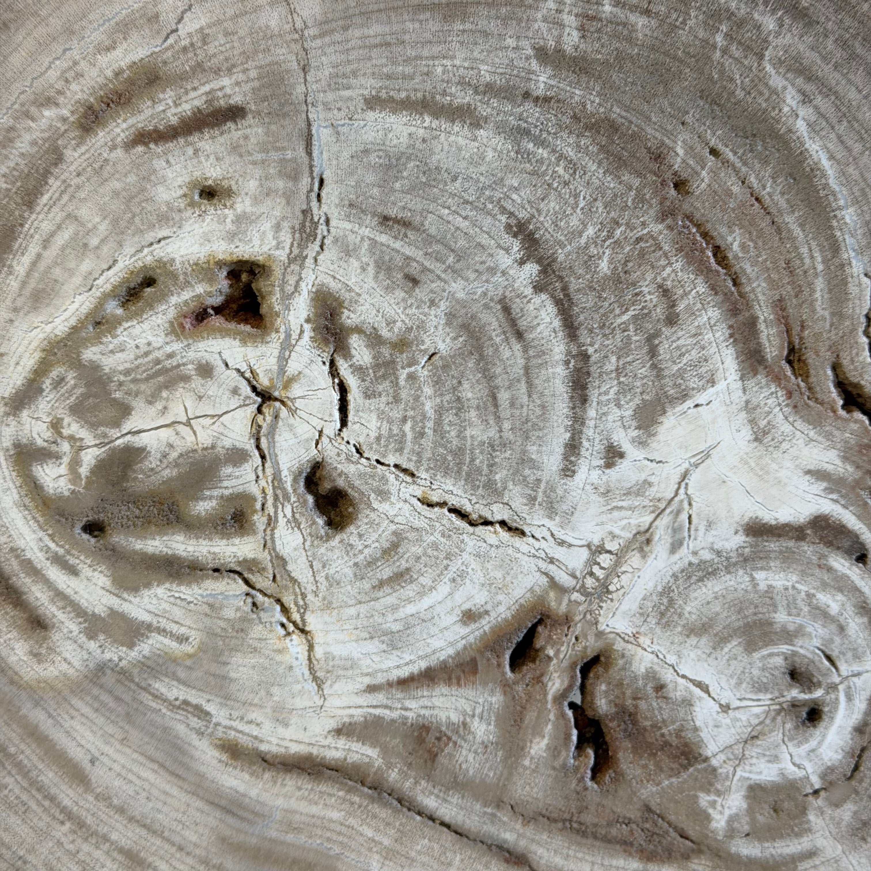 Lastra per tavolino o oggetto decorativo in legno pietrificato - 50003 B