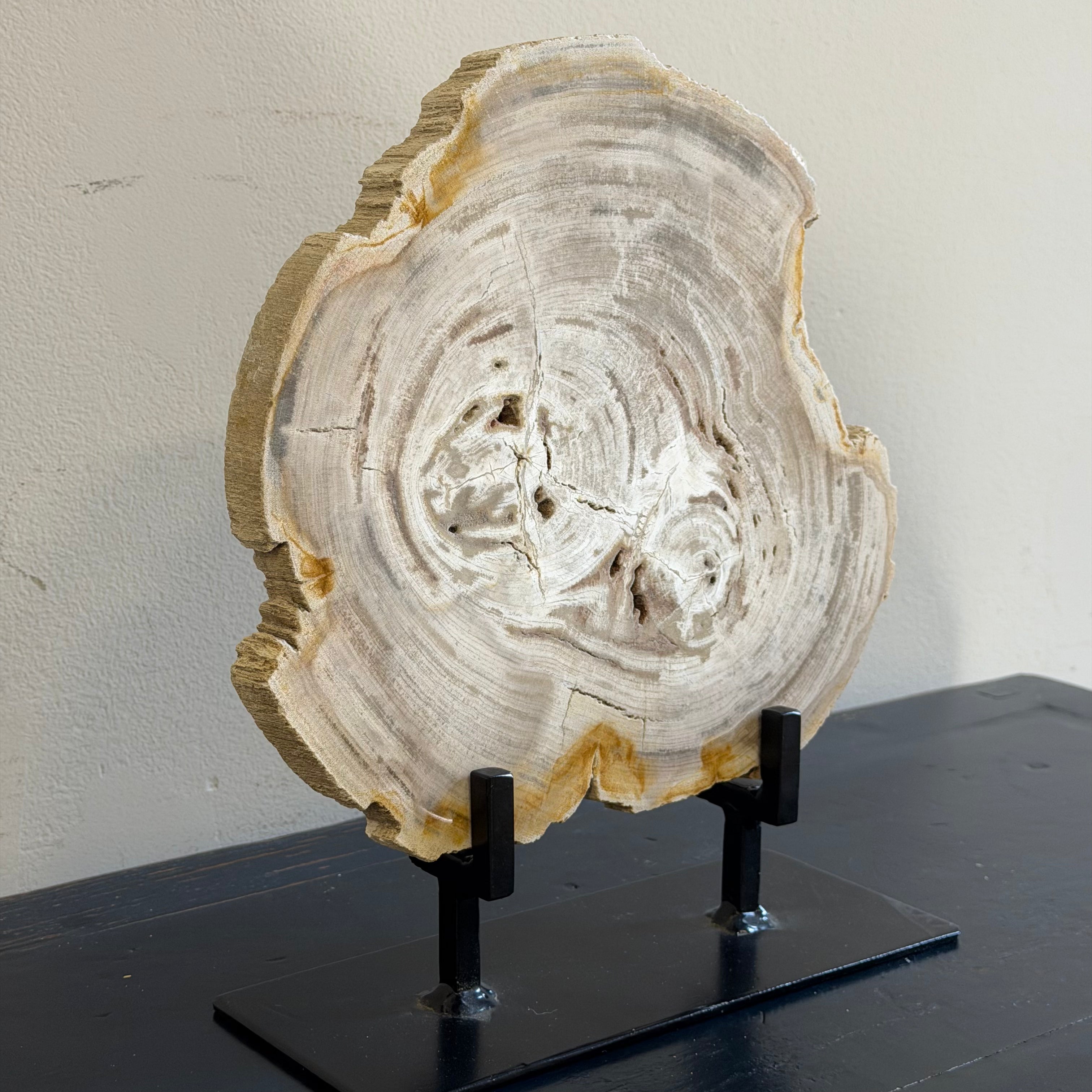 Lastra per tavolino o oggetto decorativo in legno pietrificato - 50003 B