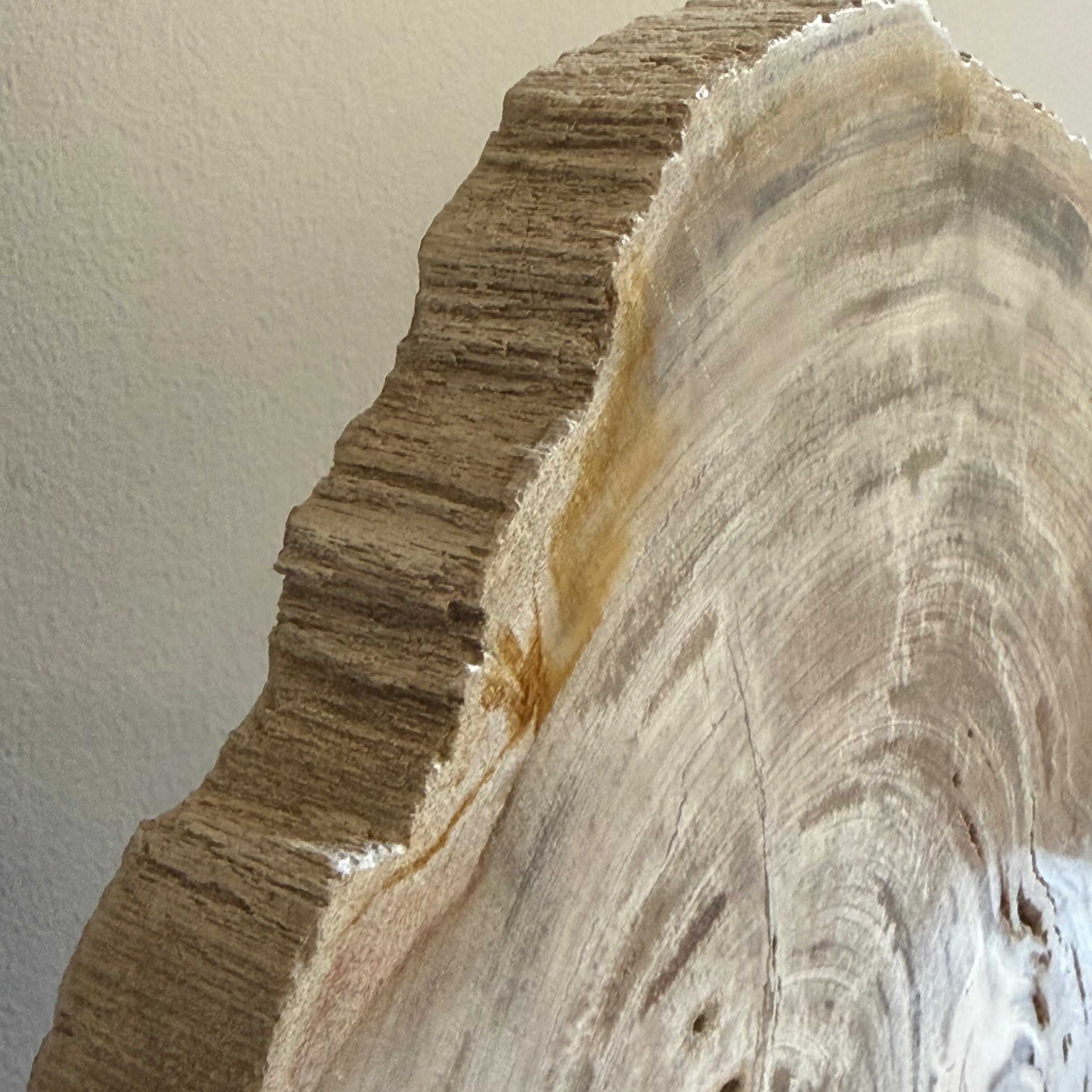 Lastra per tavolino o oggetto decorativo in legno pietrificato - 50003 B