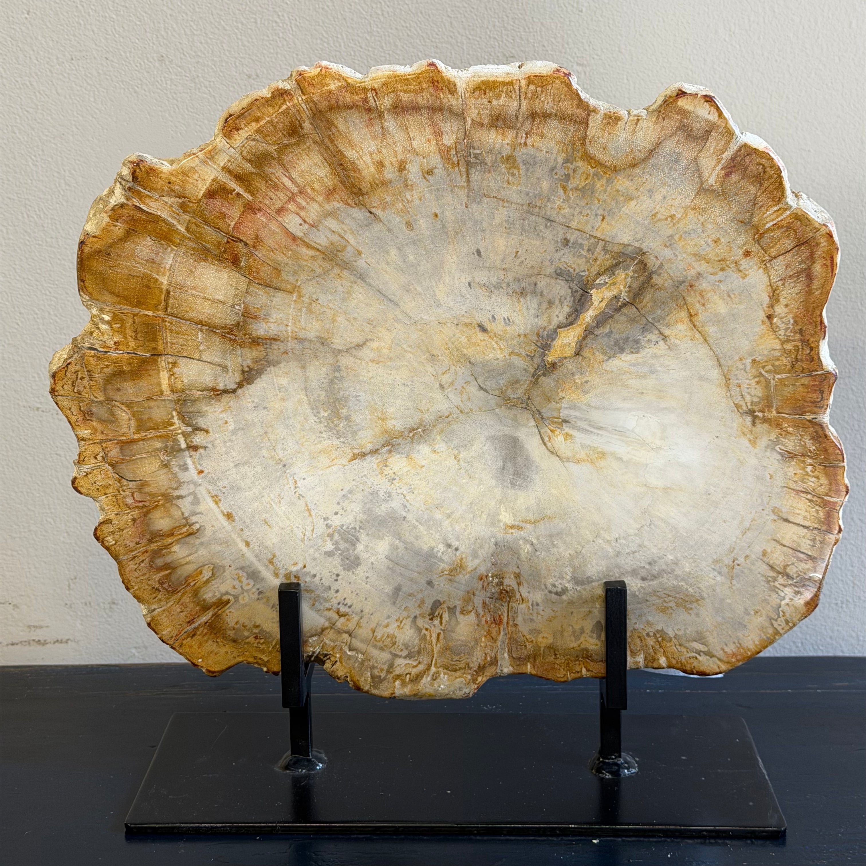 Lastra per tavolino o oggetto decorativo in legno pietrificato - 50003 E