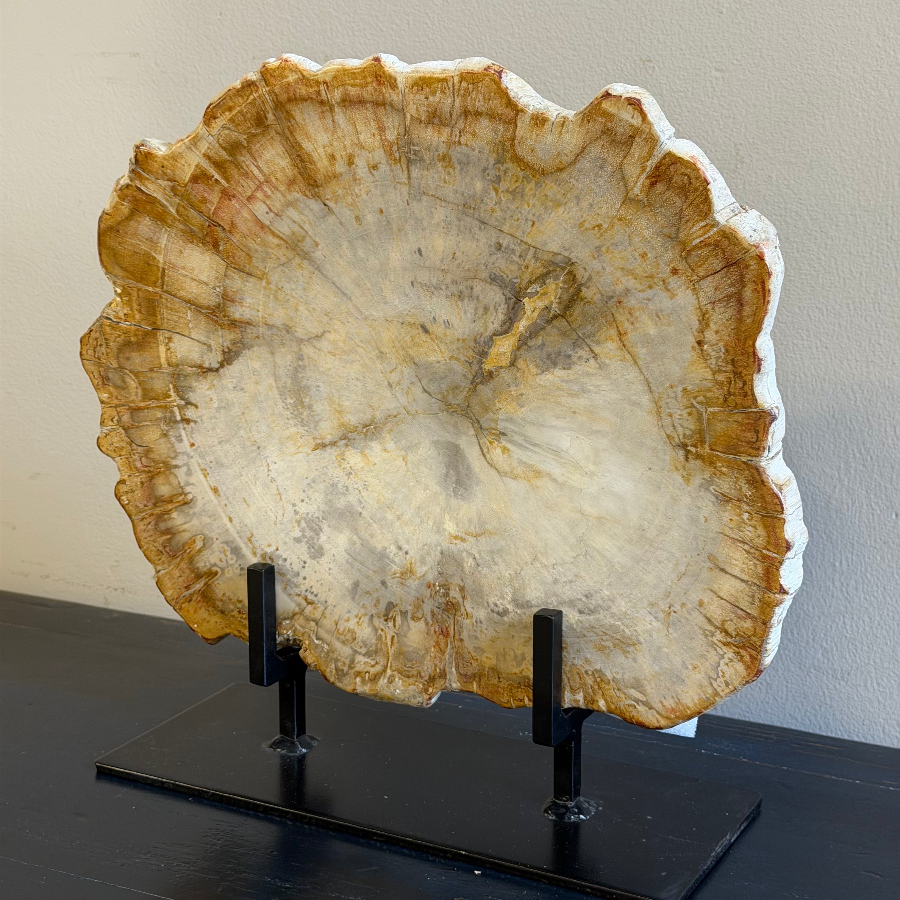 Lastra per tavolino o oggetto decorativo in legno pietrificato - 50003 E