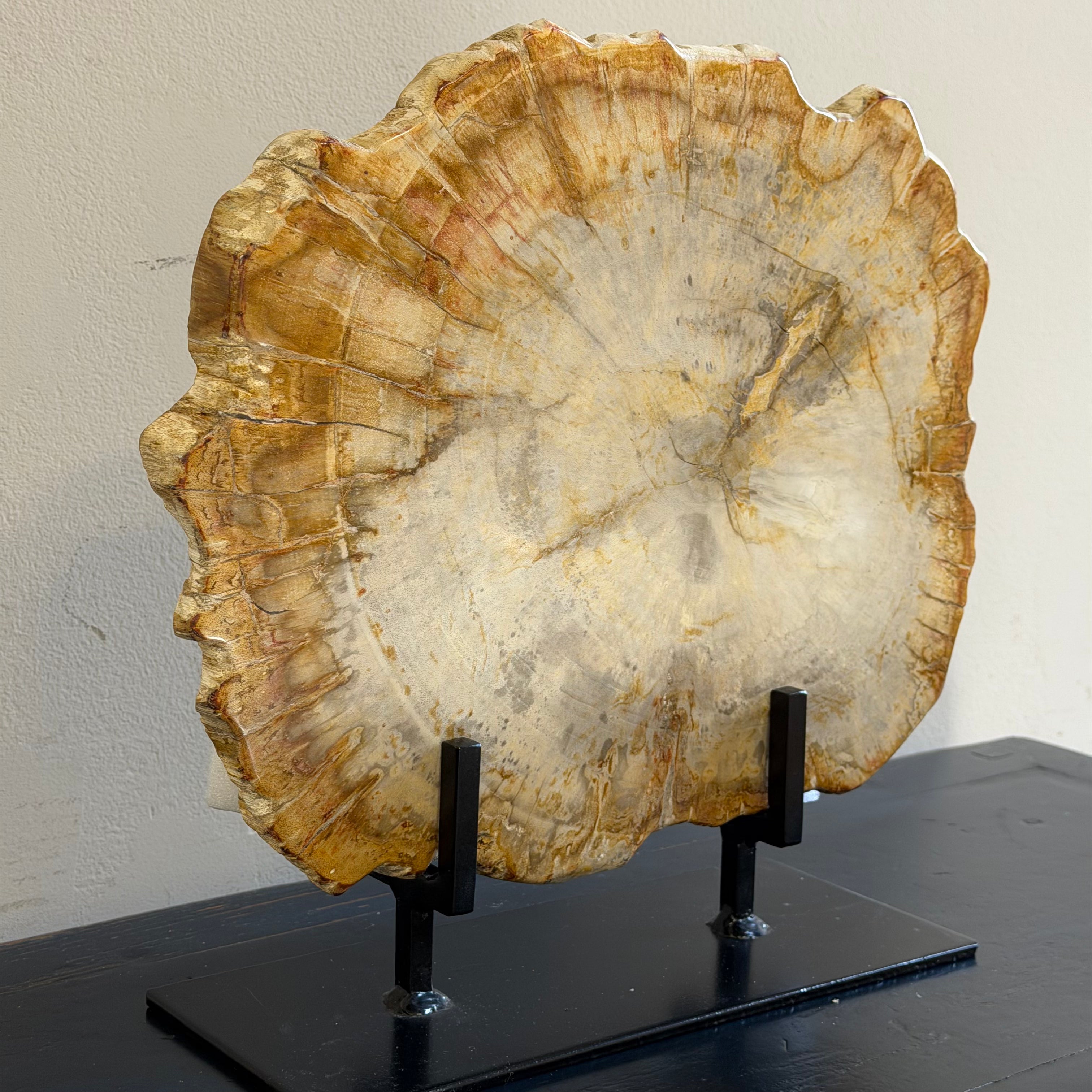 Lastra per tavolino o oggetto decorativo in legno pietrificato - 50003 E