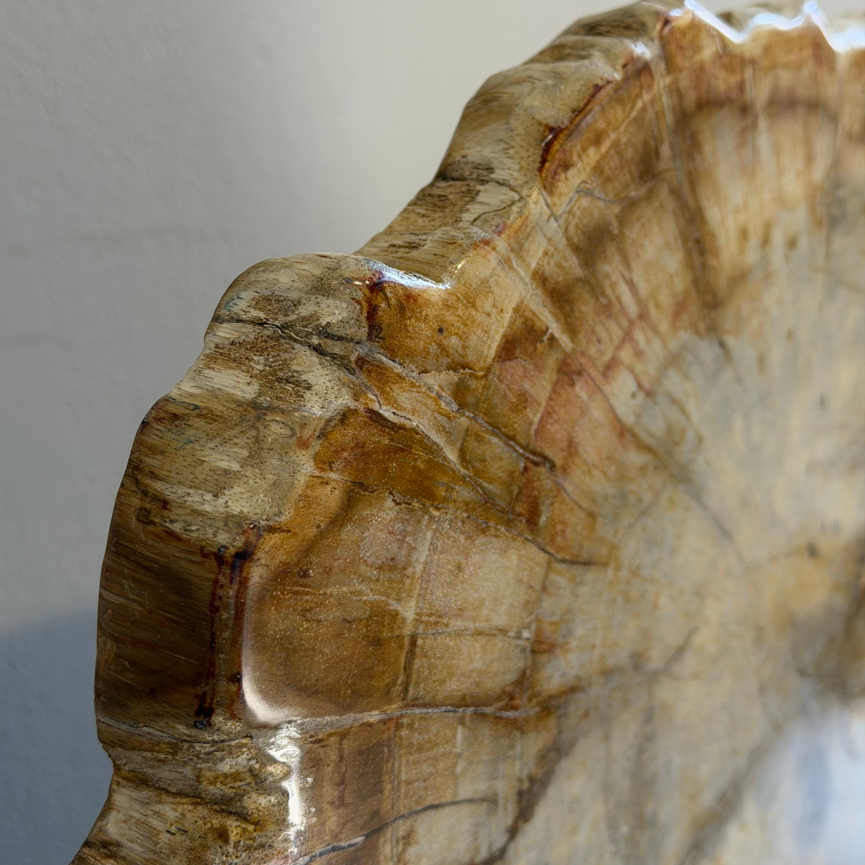 Lastra per tavolino o oggetto decorativo in legno pietrificato - 50003 E