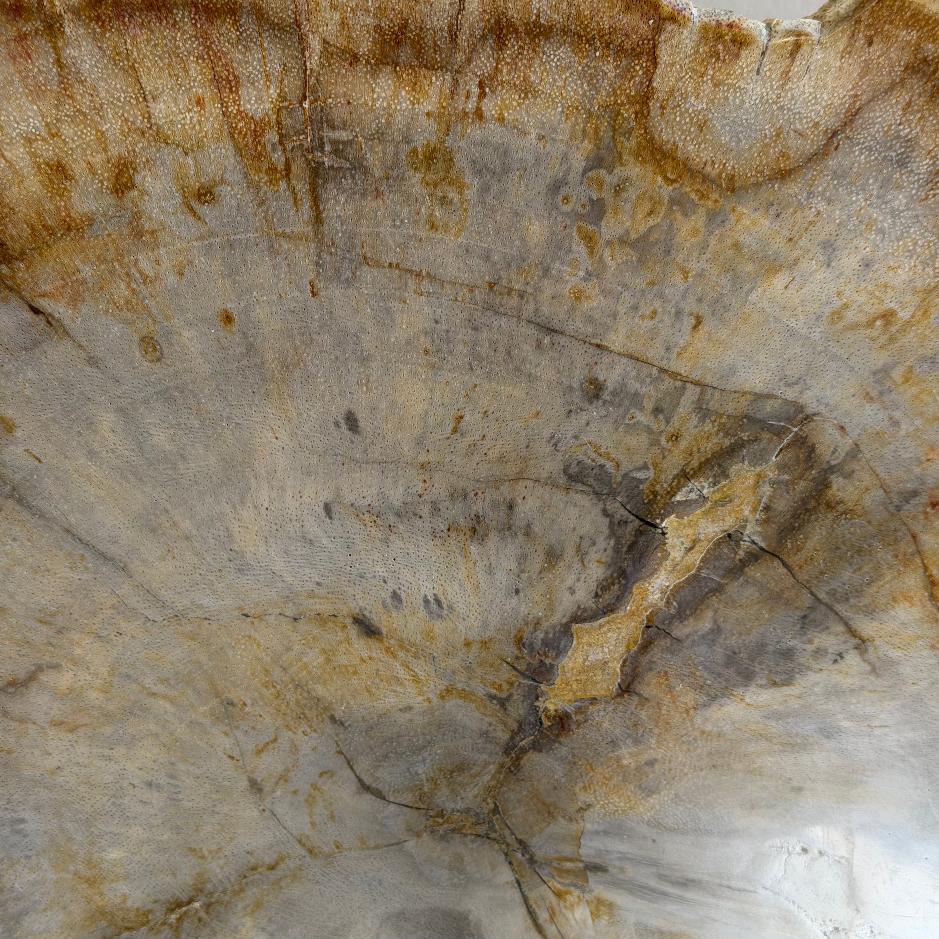 Lastra per tavolino o oggetto decorativo in legno pietrificato - 50003 E