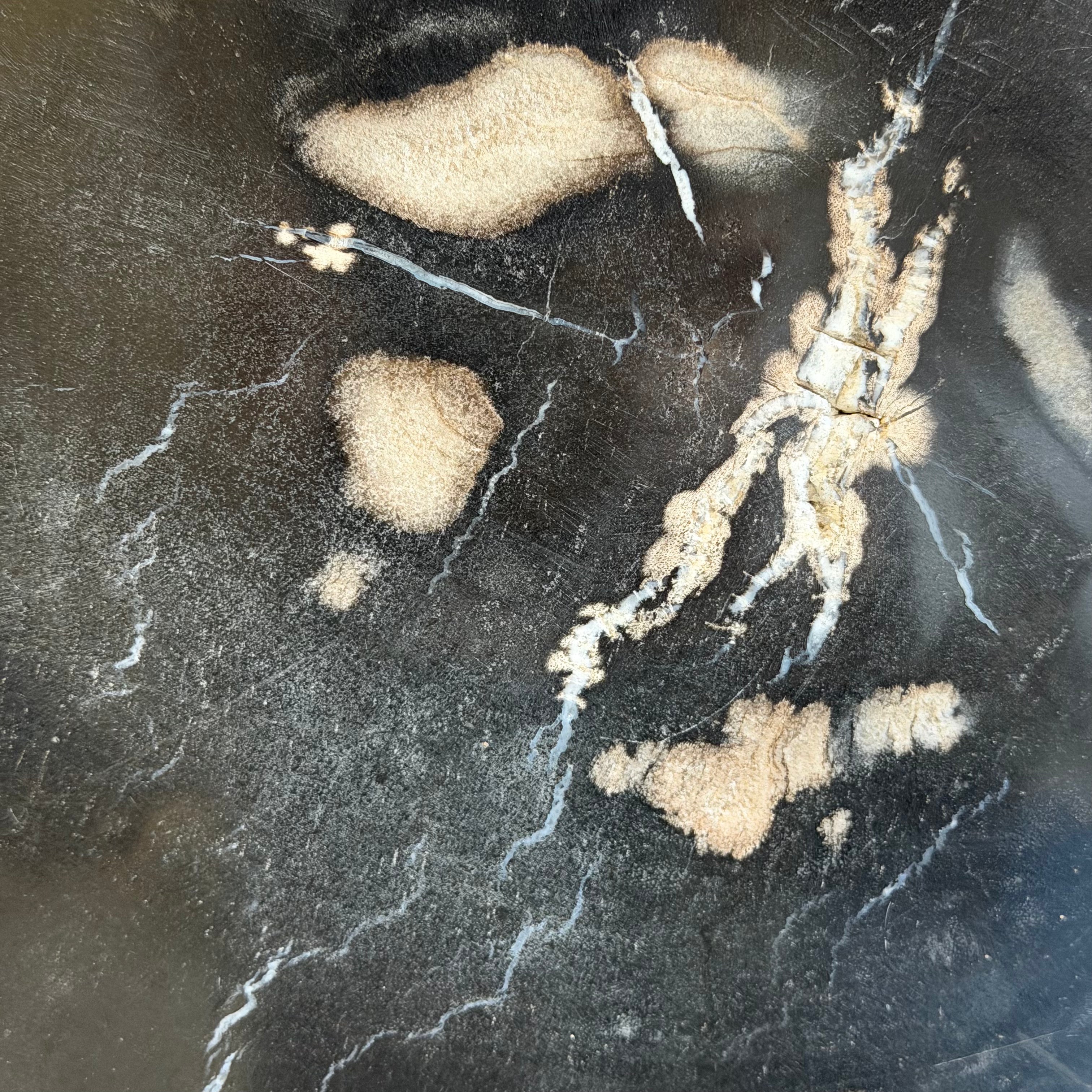 Lastra per tavolino o oggetto decorativo in legno pietrificato - 50003 D