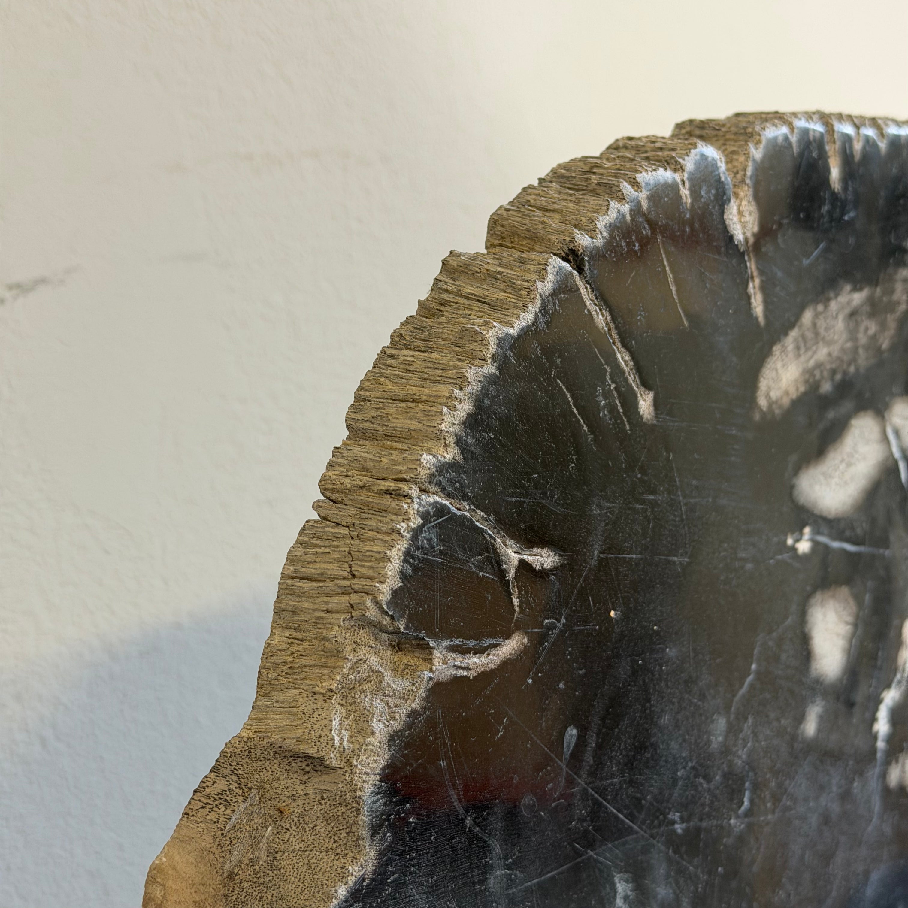 Lastra per tavolino o oggetto decorativo in legno pietrificato - 50003 D