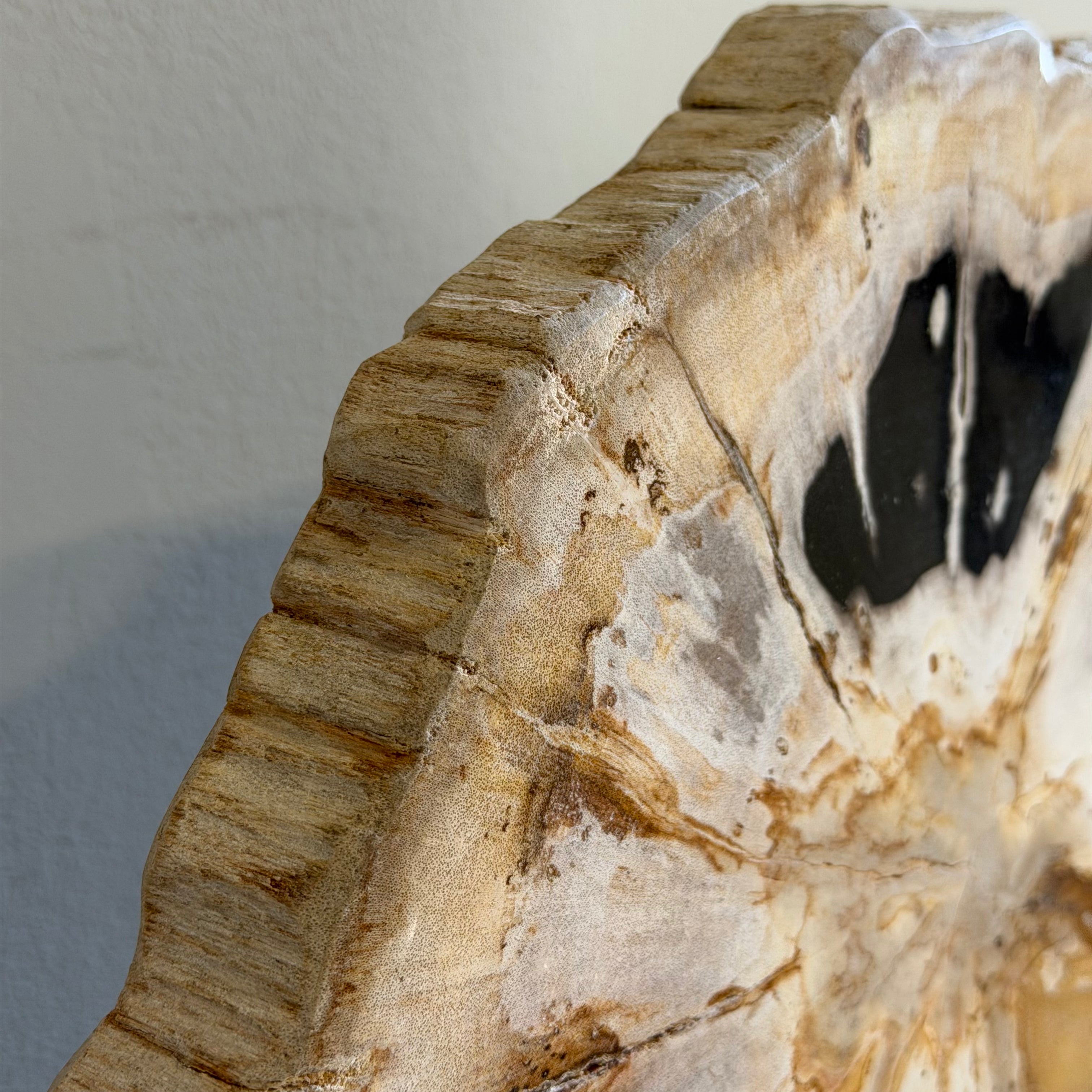 Lastra per tavolino o oggetto decorativo in legno pietrificato - 53167