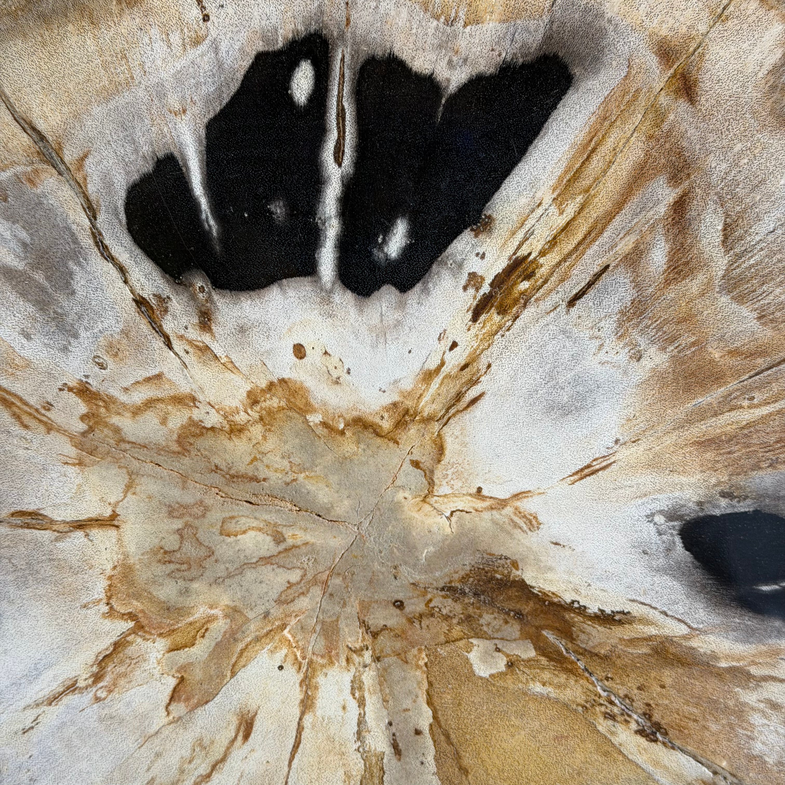 Lastra per tavolino o oggetto decorativo in legno pietrificato - 53167