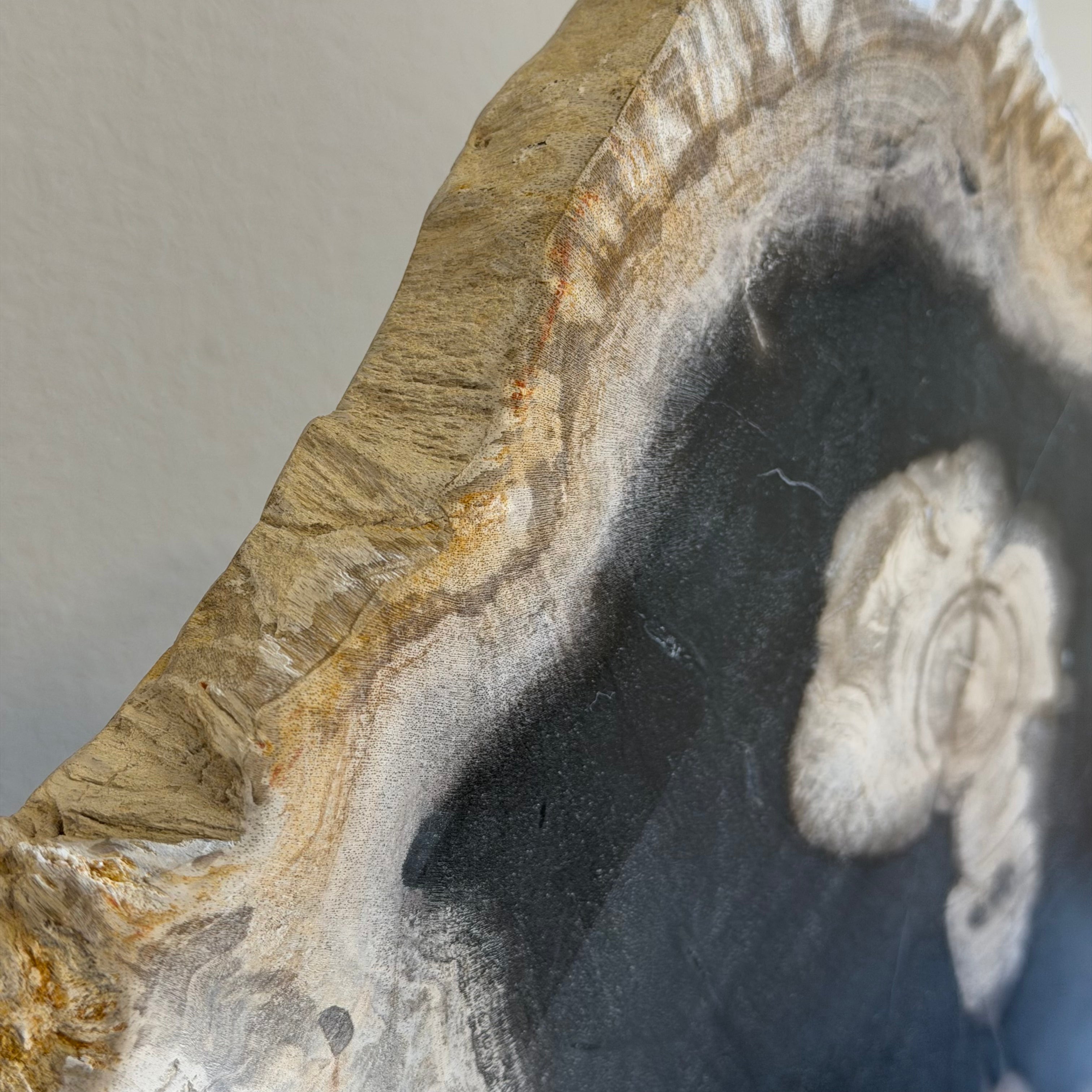 Lastra per tavolino o oggetto decorativo in legno pietrificato - 50003 A