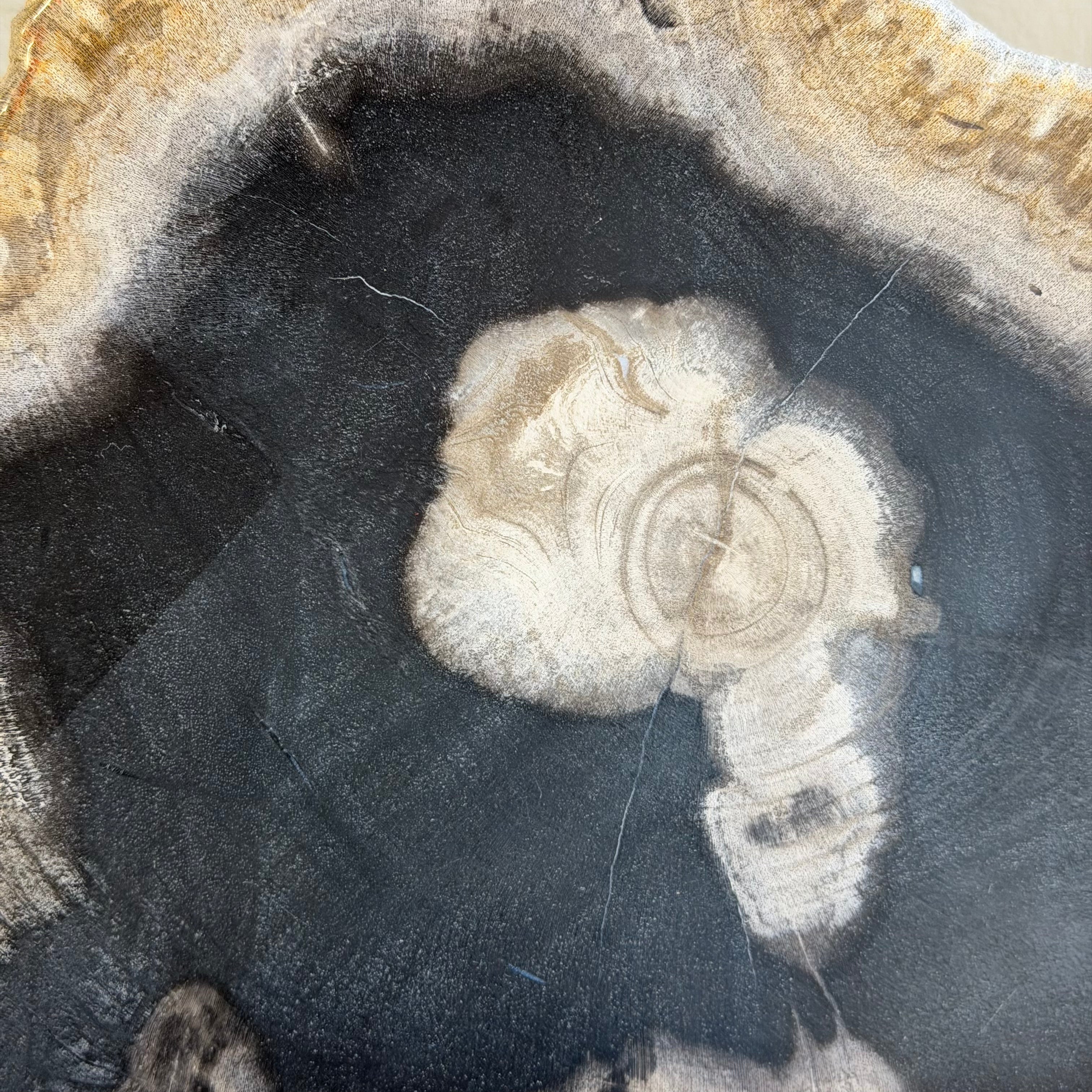 Lastra per tavolino o oggetto decorativo in legno pietrificato - 50003 A