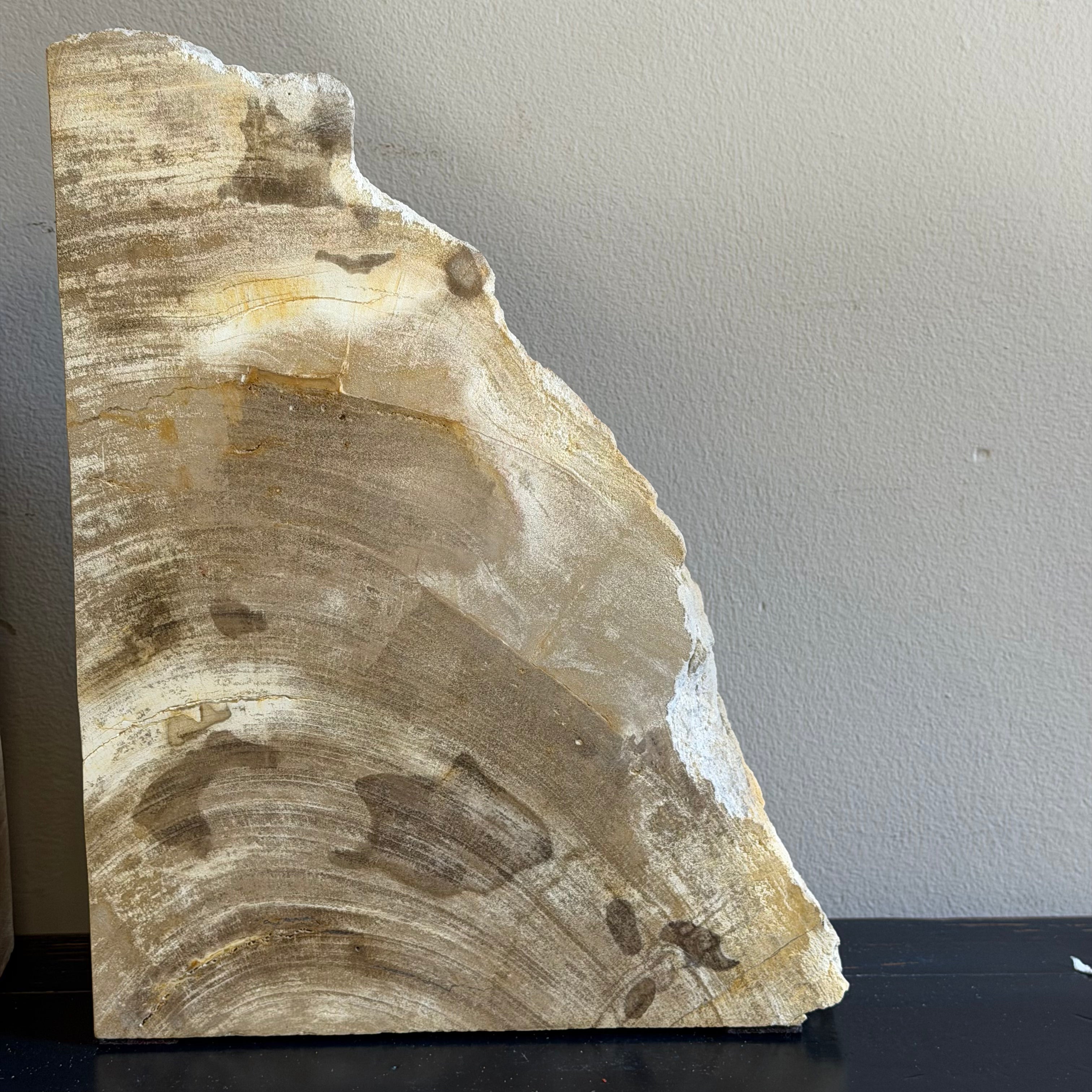 Coppia di fermalibri in legno pietrificato - 38352