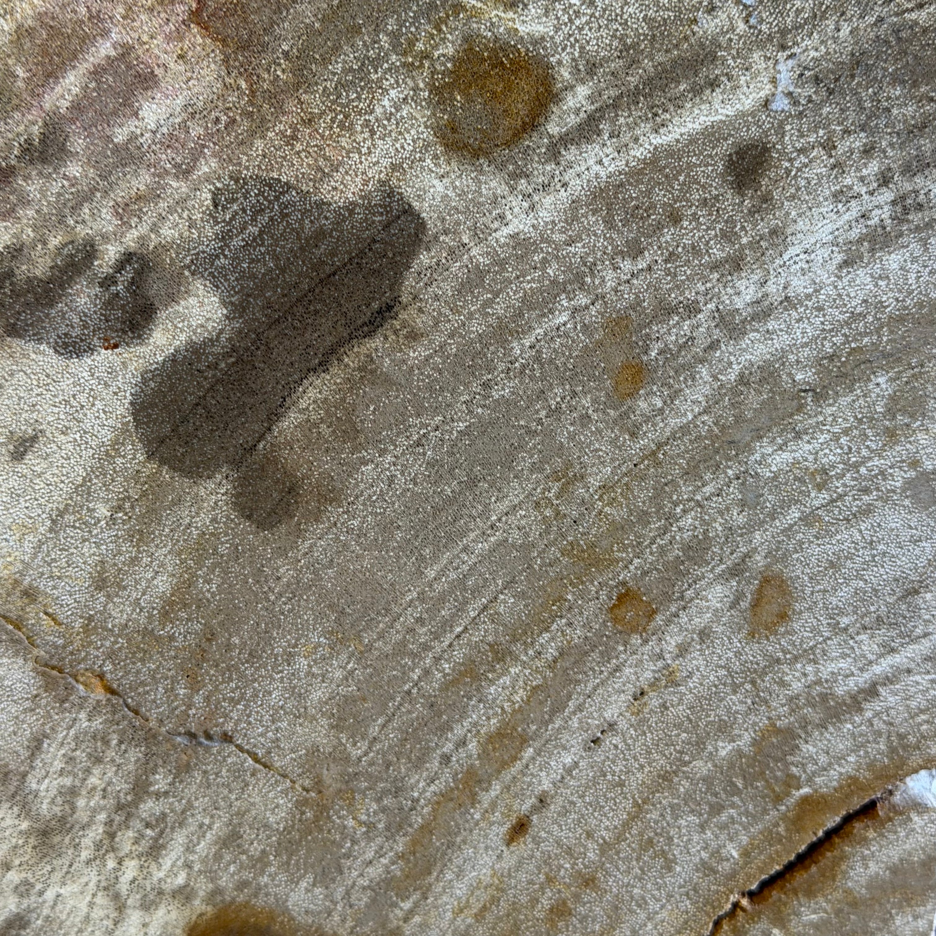 Coppia di fermalibri in legno pietrificato - 38352