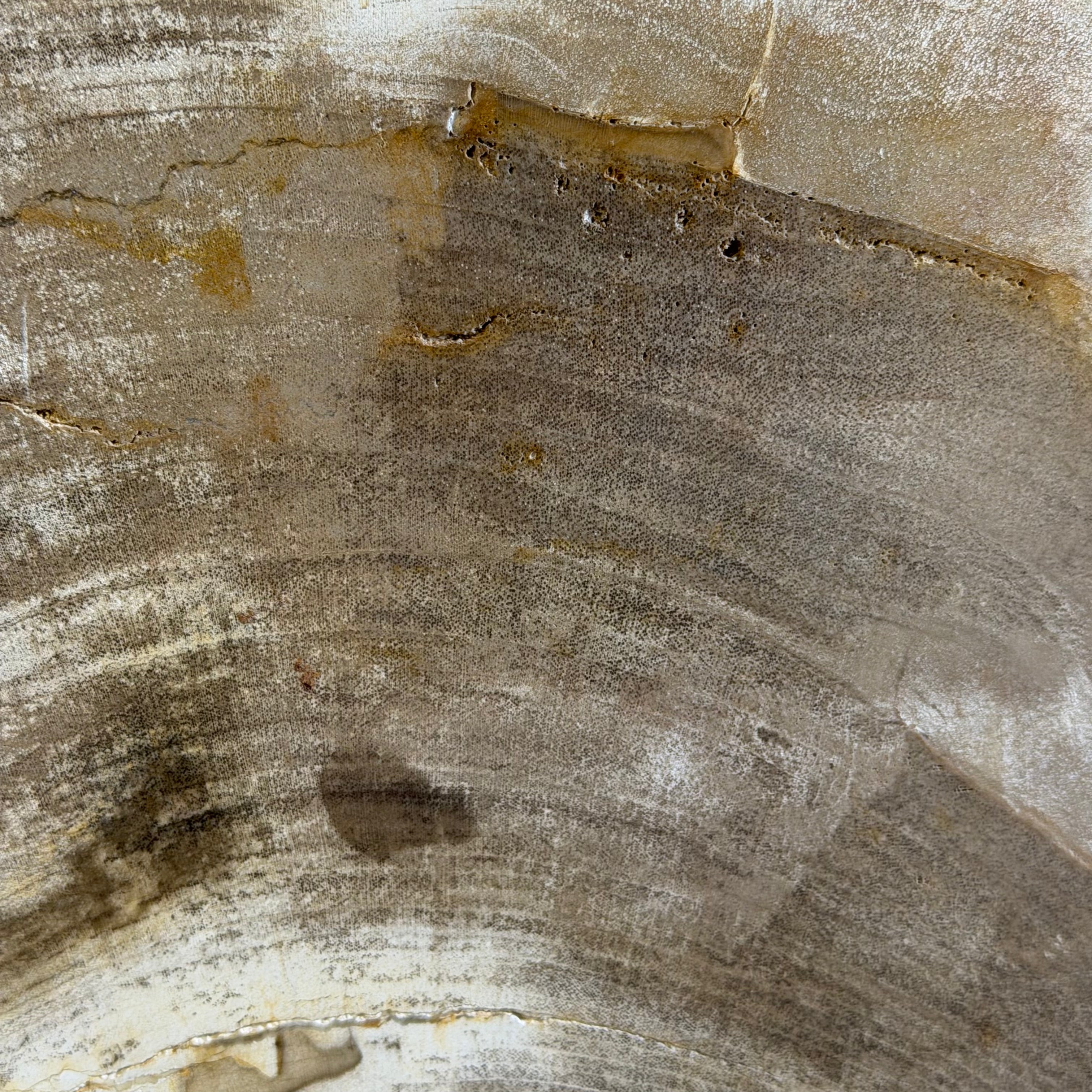 Coppia di fermalibri in legno pietrificato - 38352