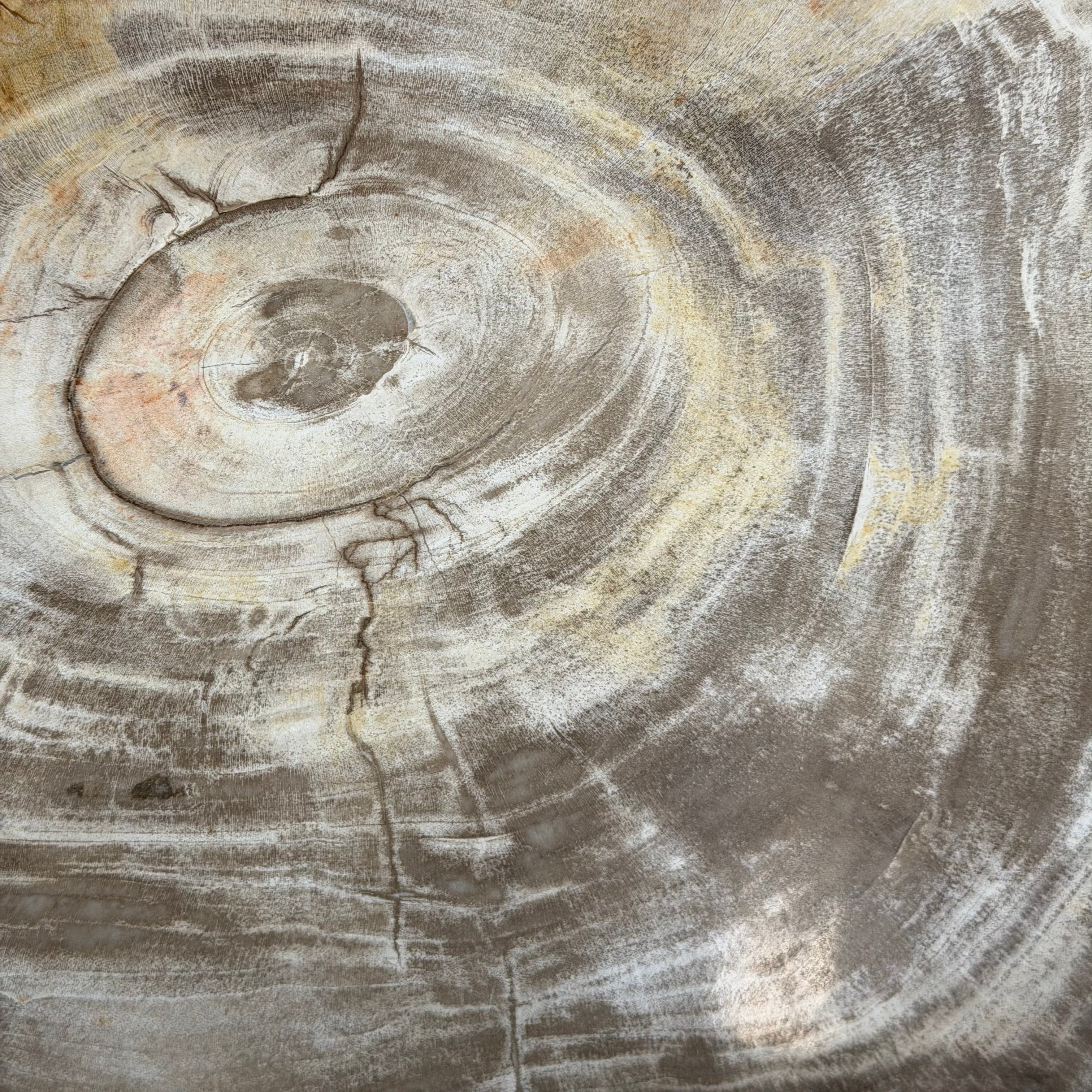 Lastra per tavolino o oggetto decorativo in legno pietrificato - 48249