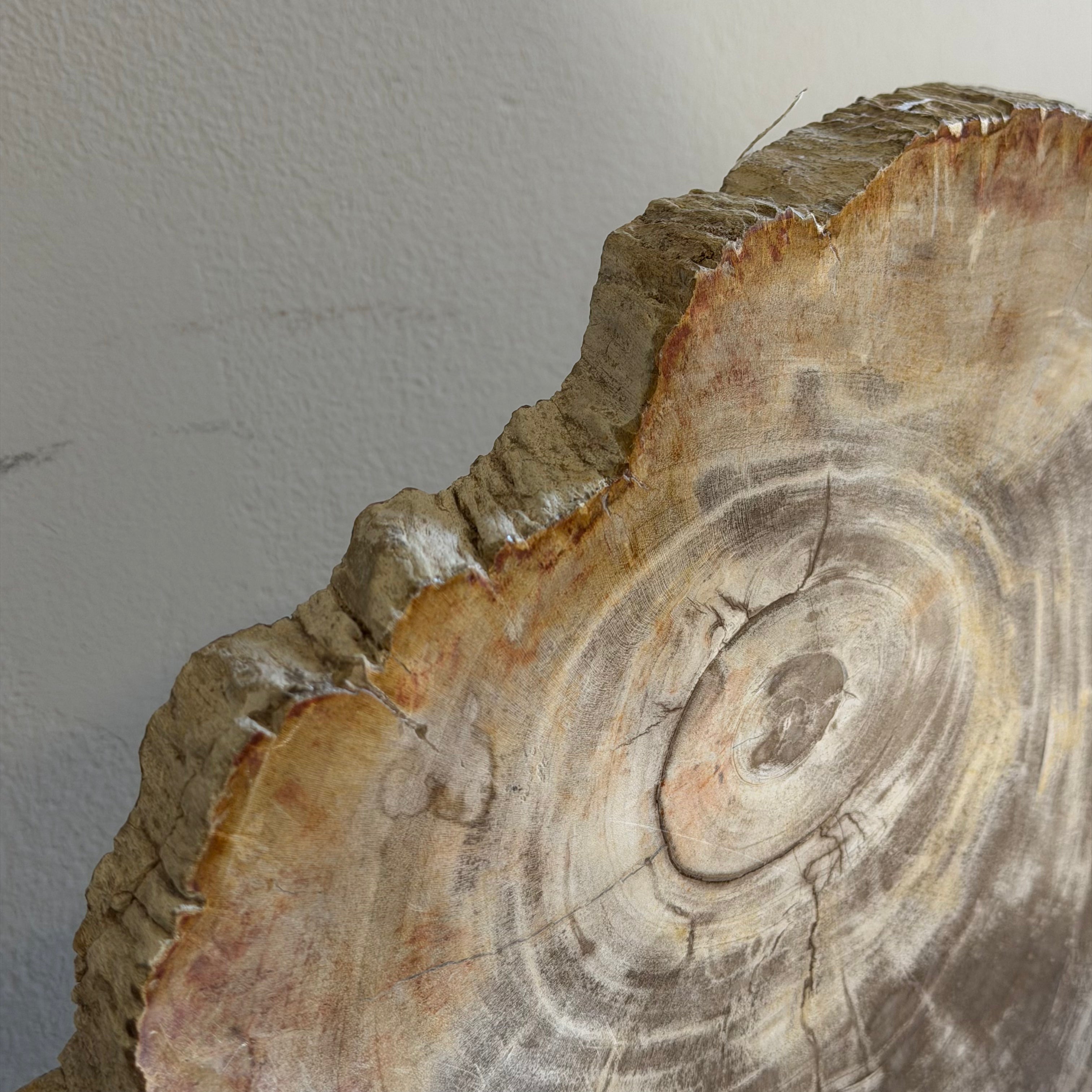 Lastra per tavolino o oggetto decorativo in legno pietrificato - 48249