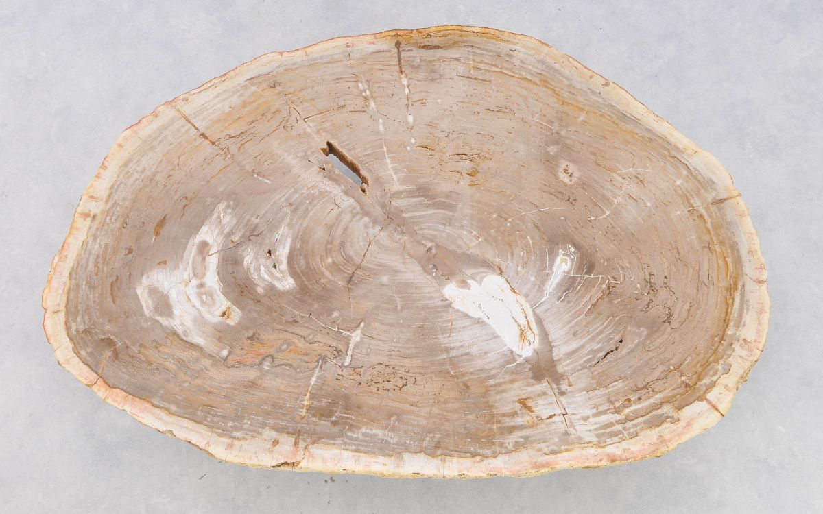Tavolino caffè in legno pietrificato