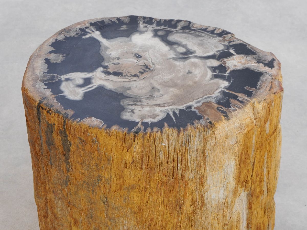 Tavolino tronco in legno pietrificato