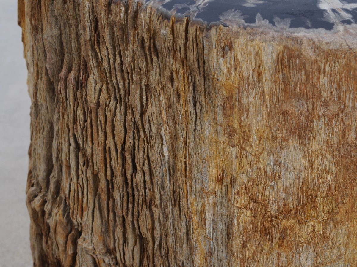 Tavolino tronco in legno pietrificato