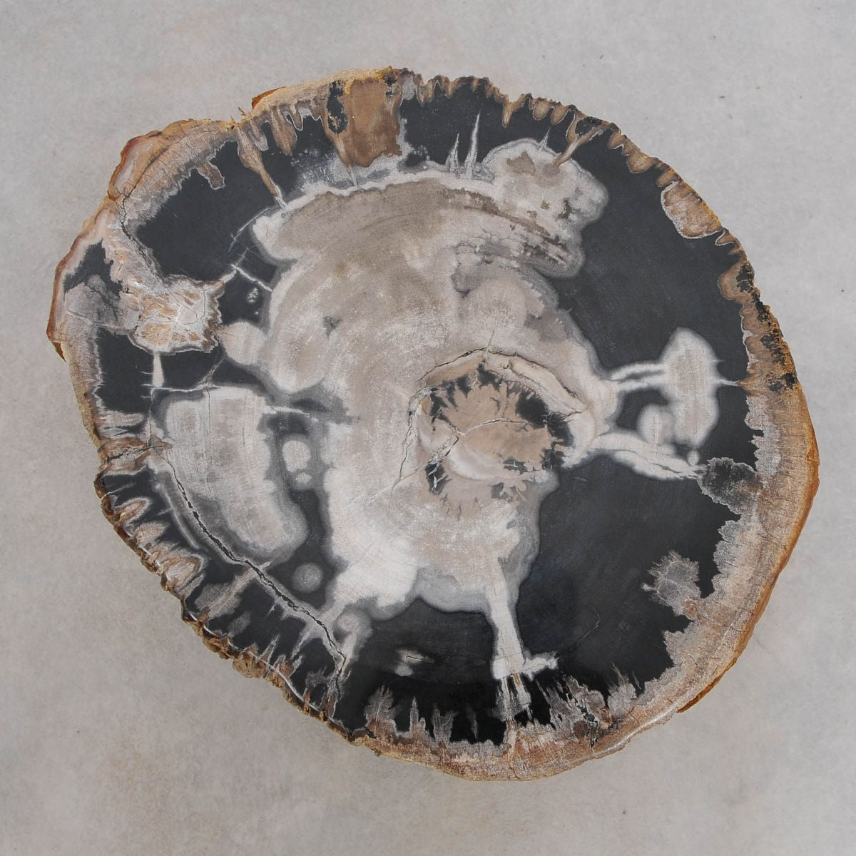 Tavolino tronco in legno pietrificato
