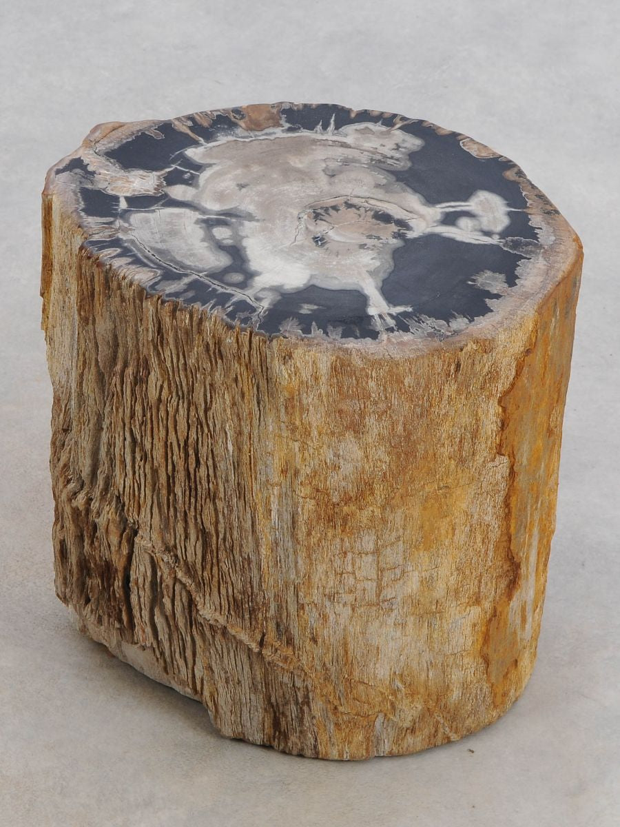 Tavolino tronco in legno pietrificato