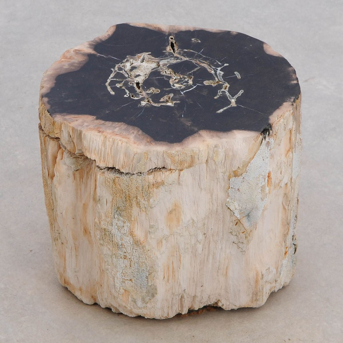 Tavolino tronco in legno pietrificato