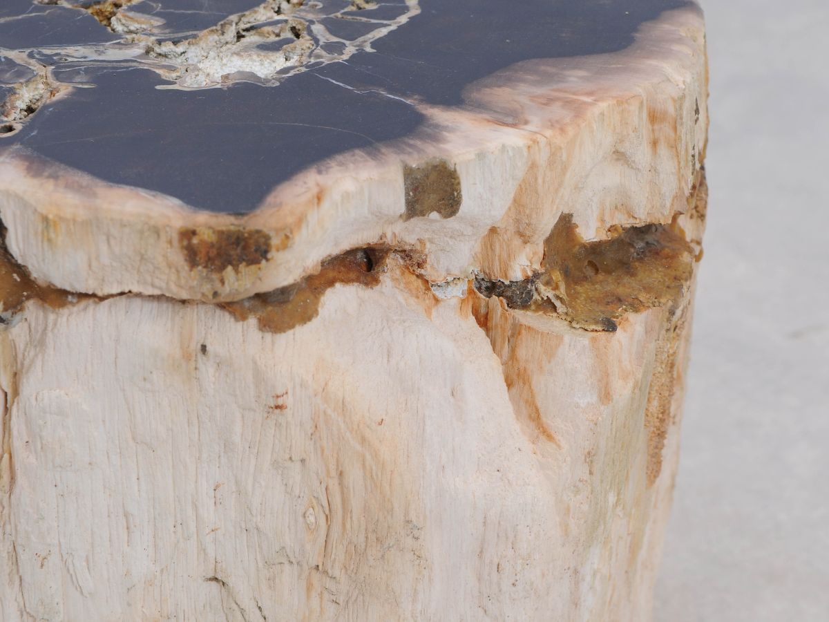 Tavolino tronco in legno pietrificato