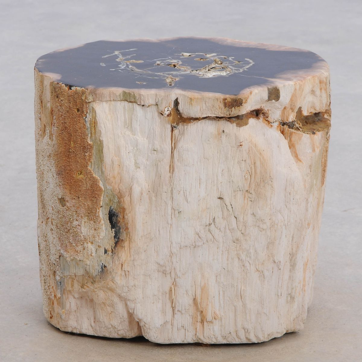 Tavolino tronco in legno pietrificato