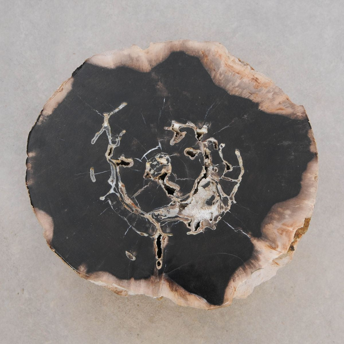 Tavolino tronco in legno pietrificato