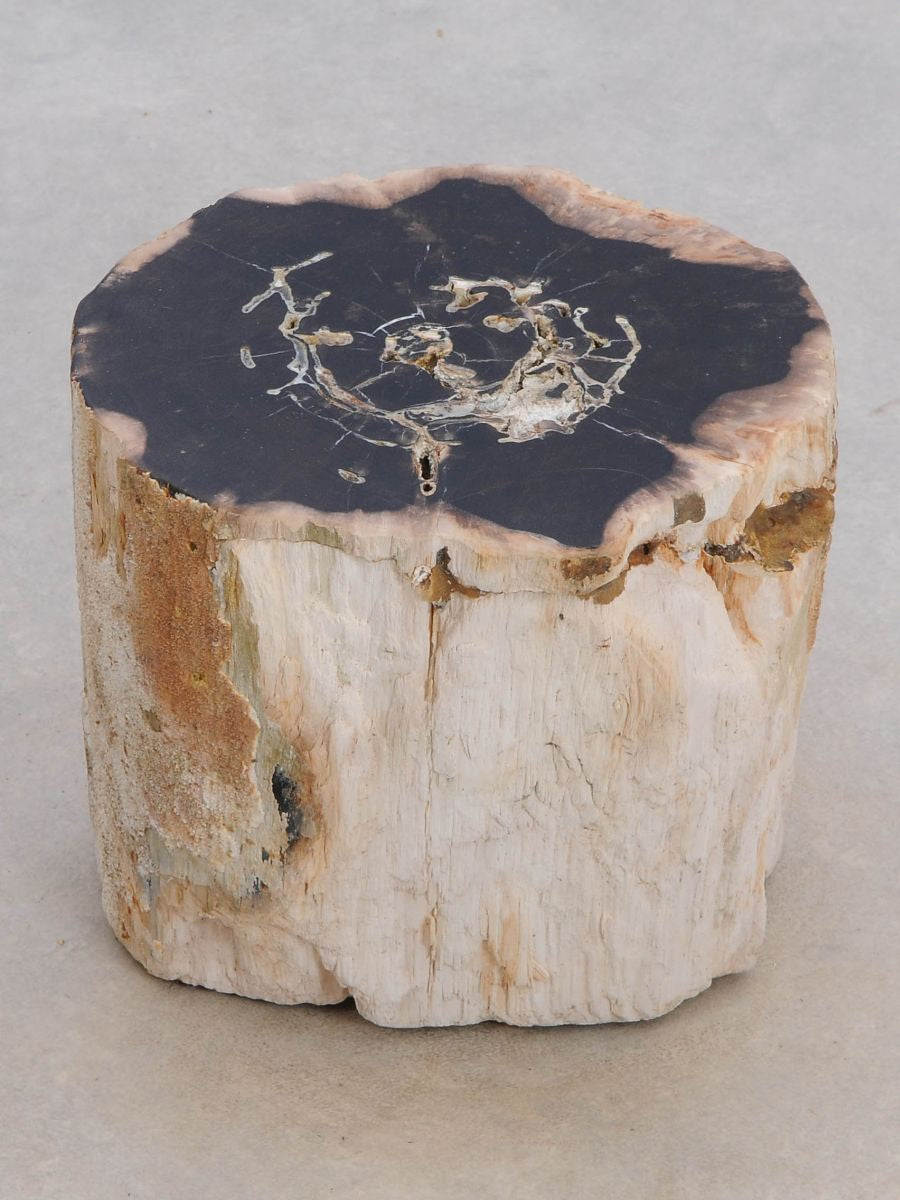 Tavolino tronco in legno pietrificato