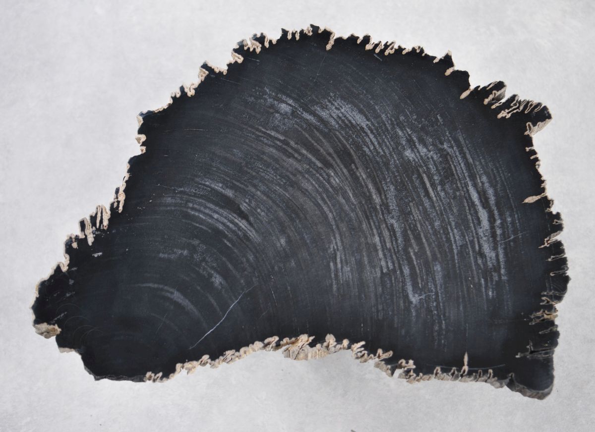 Lastra per tavolino in legno pietrificato - 35251