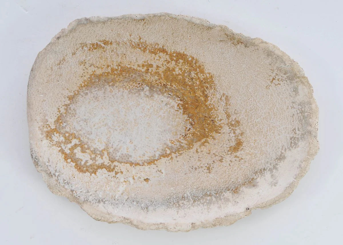 Piatto in legno pietrificato - 41015b