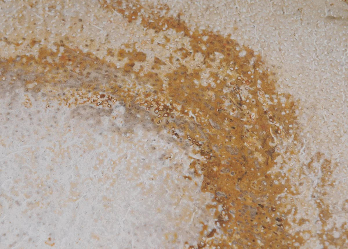 Piatto in legno pietrificato - 41015b