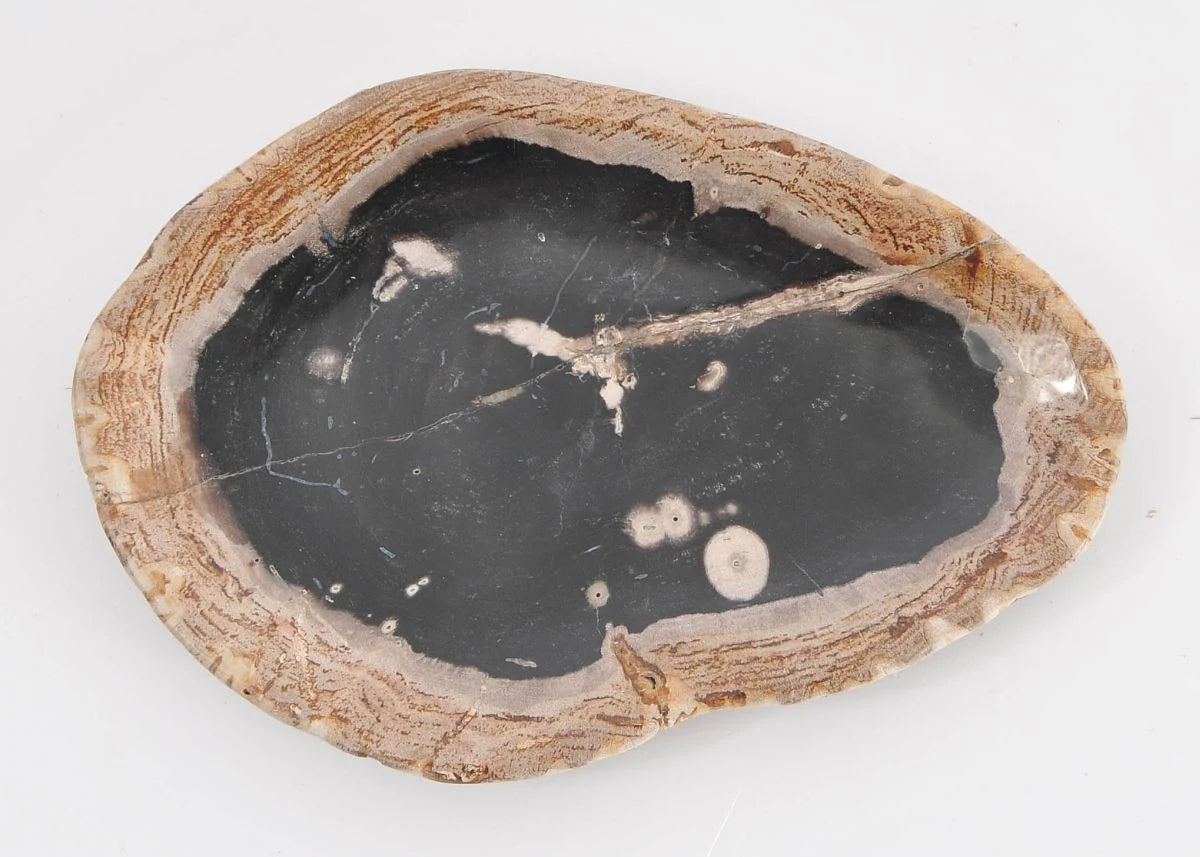 Piatto in legno pietrificato - 43108