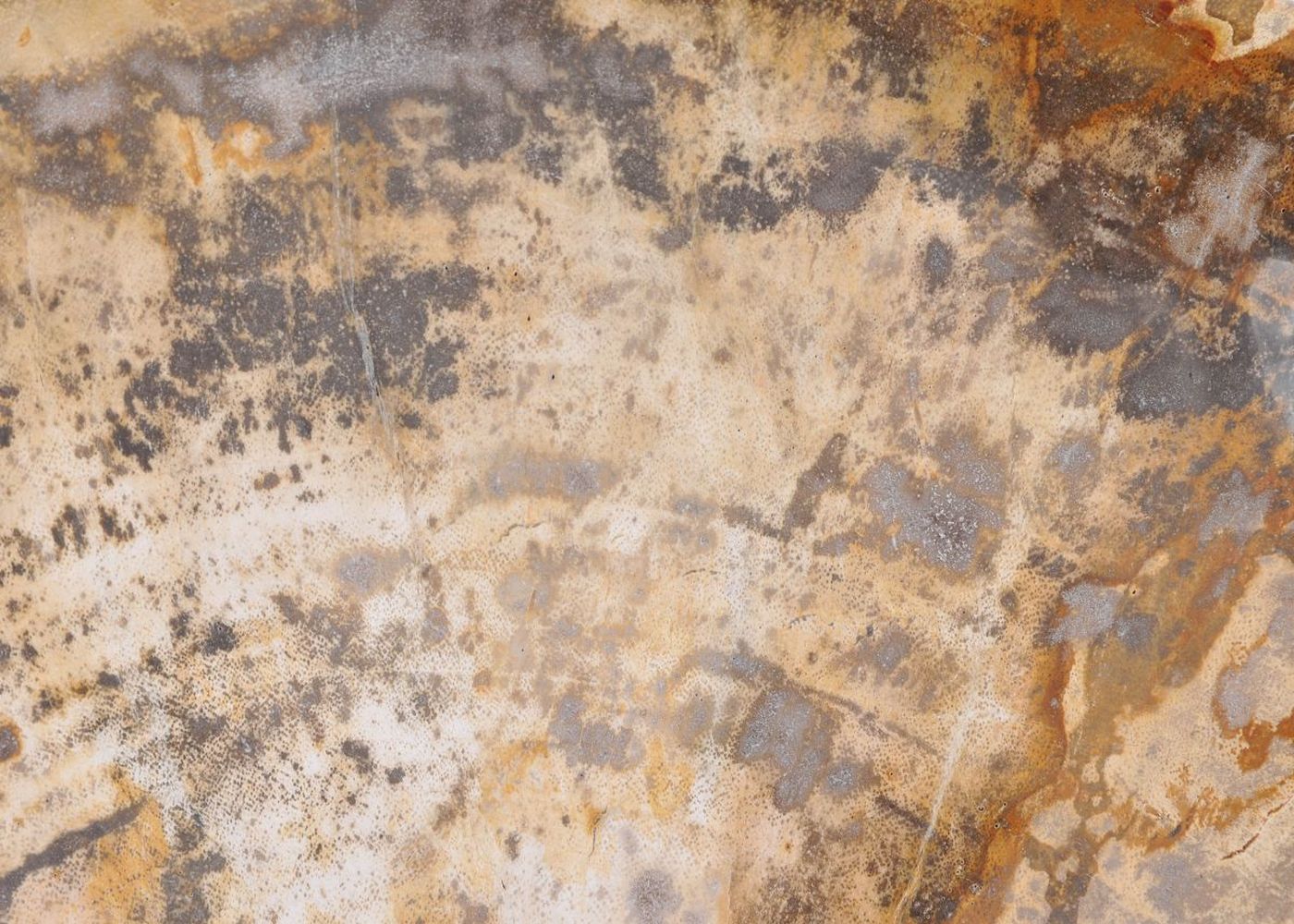 Piatto in legno pietrificato - 43068E