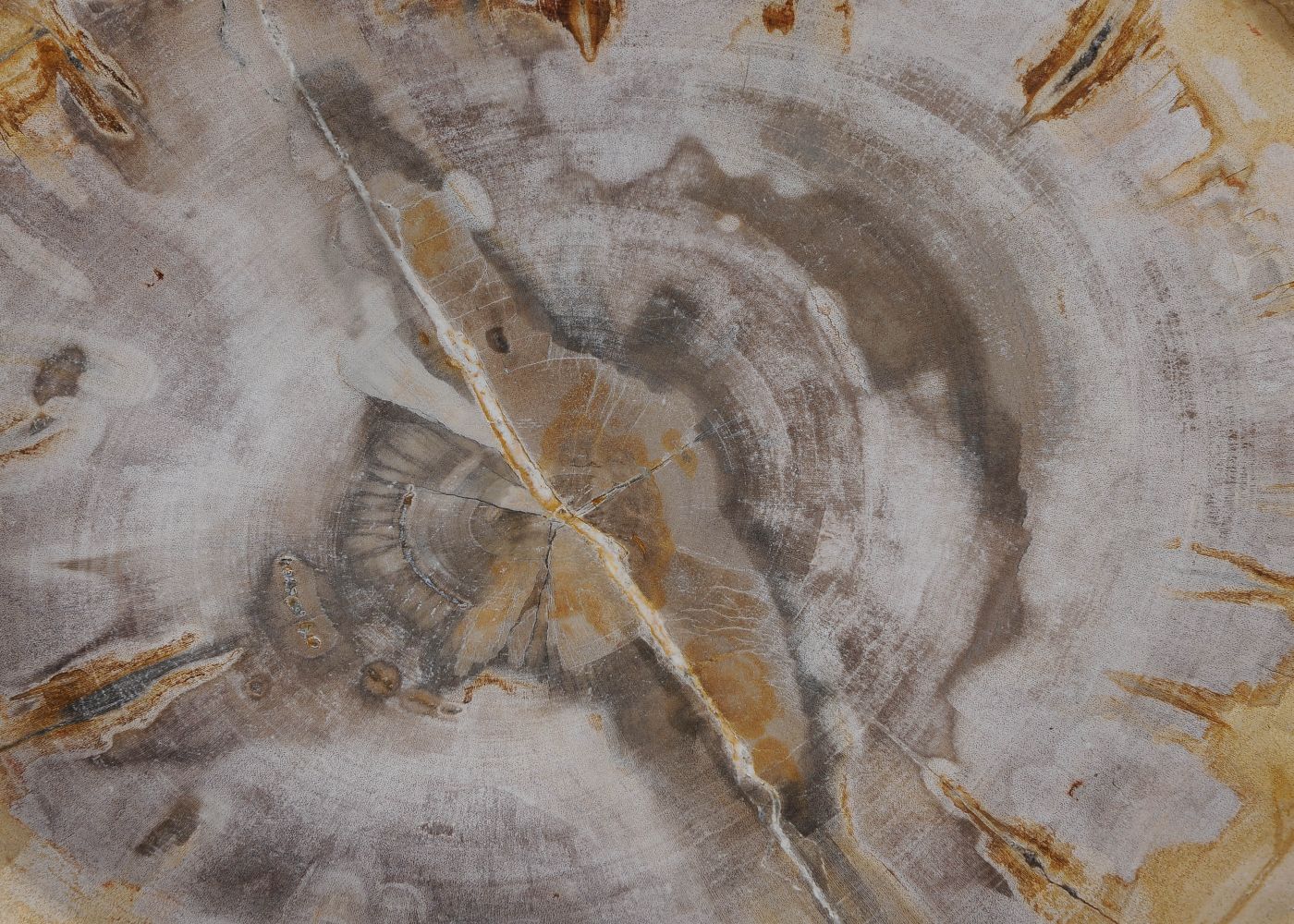 Piatto in legno pietrificato - 54070