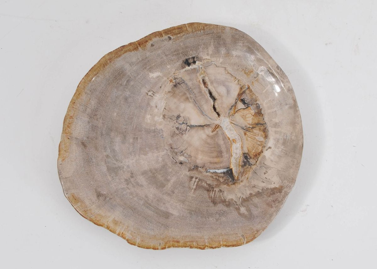 Piatto in legno pietrificato - 43071J